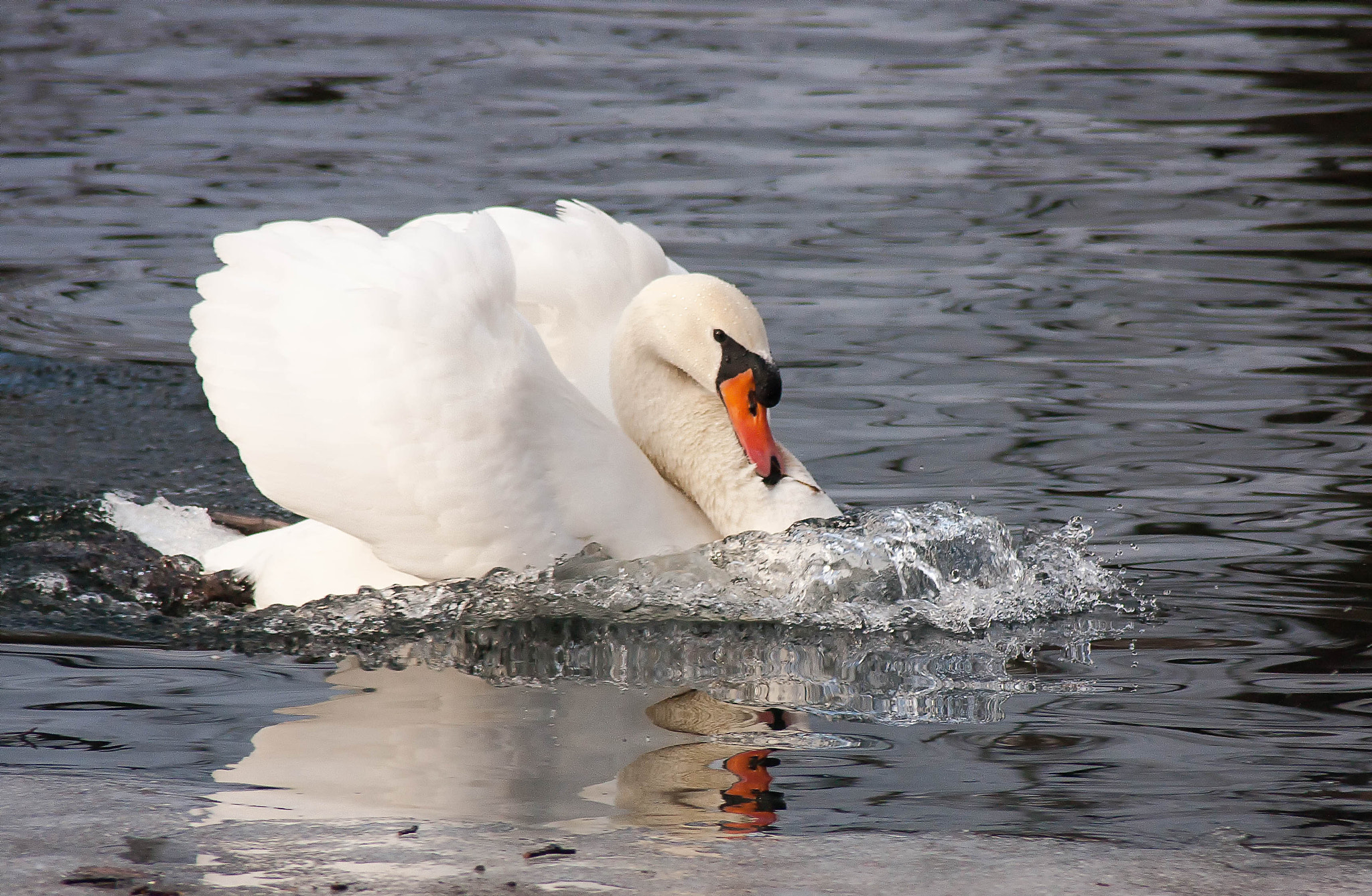 Canon EF 80-200mm F4.5-5.6 II sample photo. Правка photography