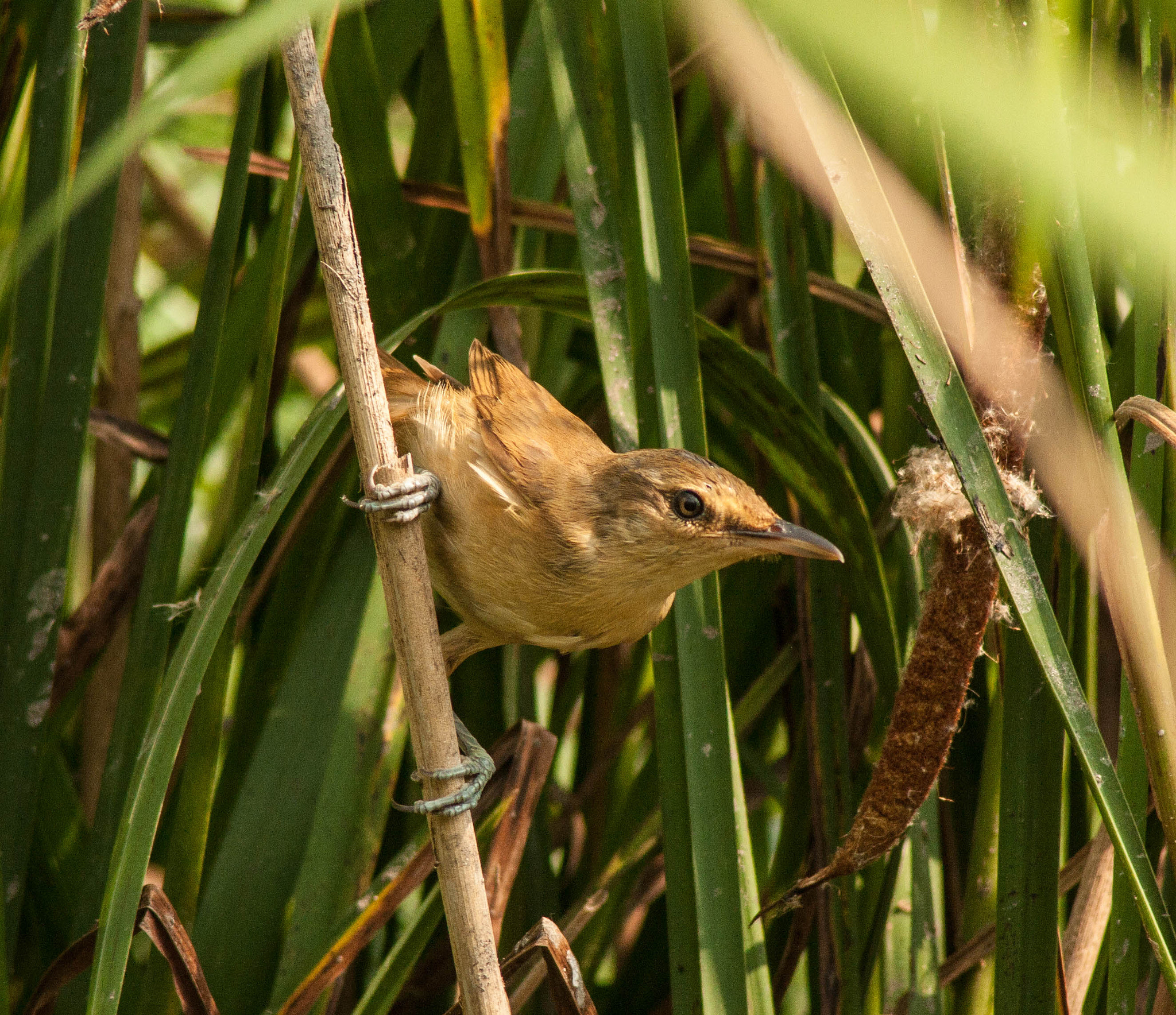 Canon EF 80-200mm F4.5-5.6 II sample photo. Img photography