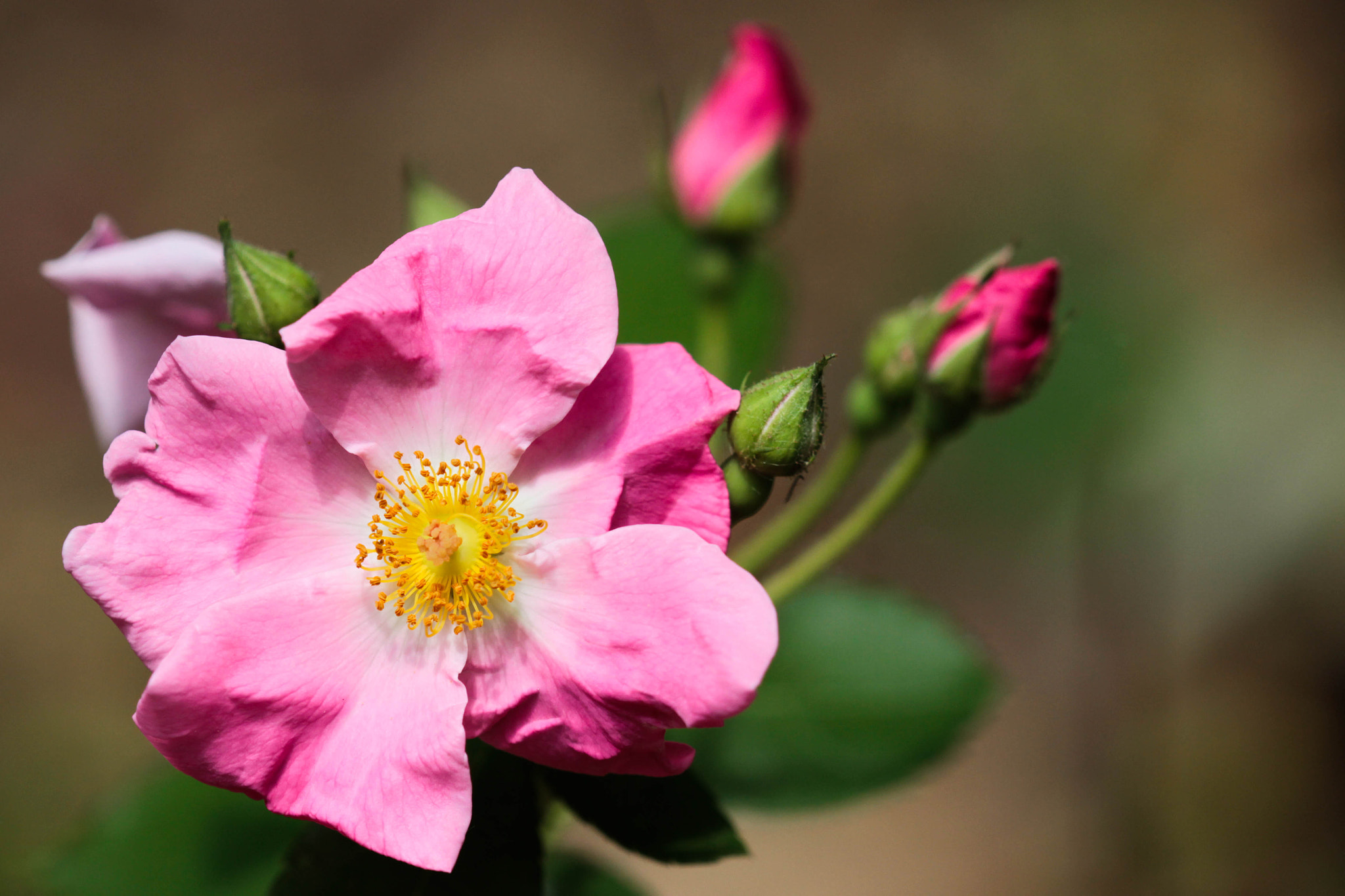 Canon EF 180mm F3.5L Macro USM sample photo. Wild roses photography