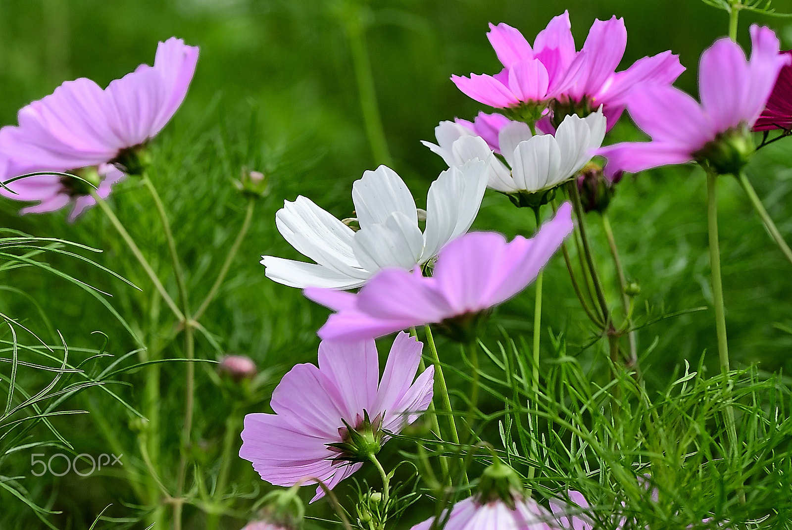 Nikon D200 sample photo. Cosmos begins to bear flowers. photography
