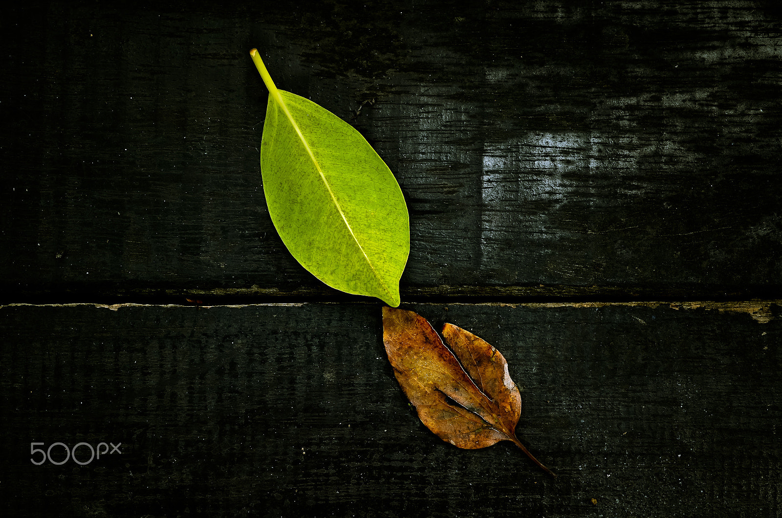 Nikon D7000 + Sigma 50mm F1.4 DG HSM Art sample photo. Wisper photography