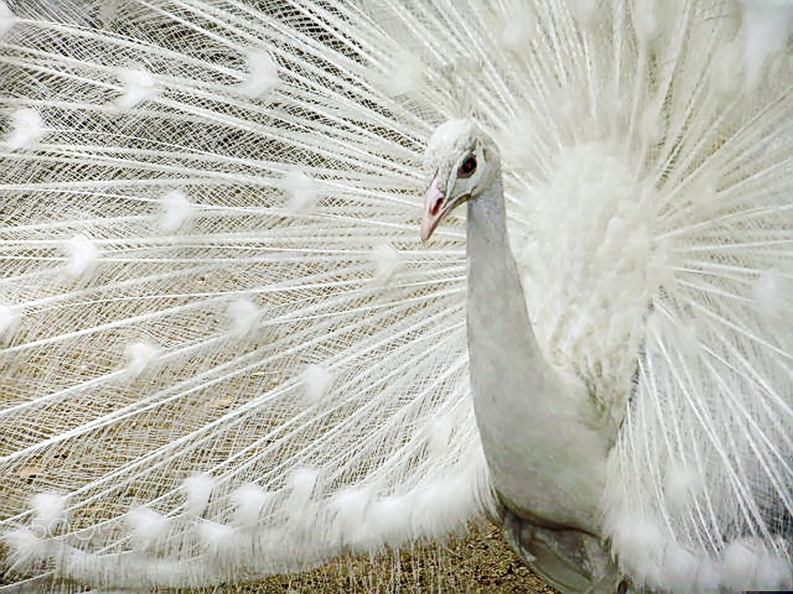 Olympus FE310,X840,C530 sample photo. White peafowl photography