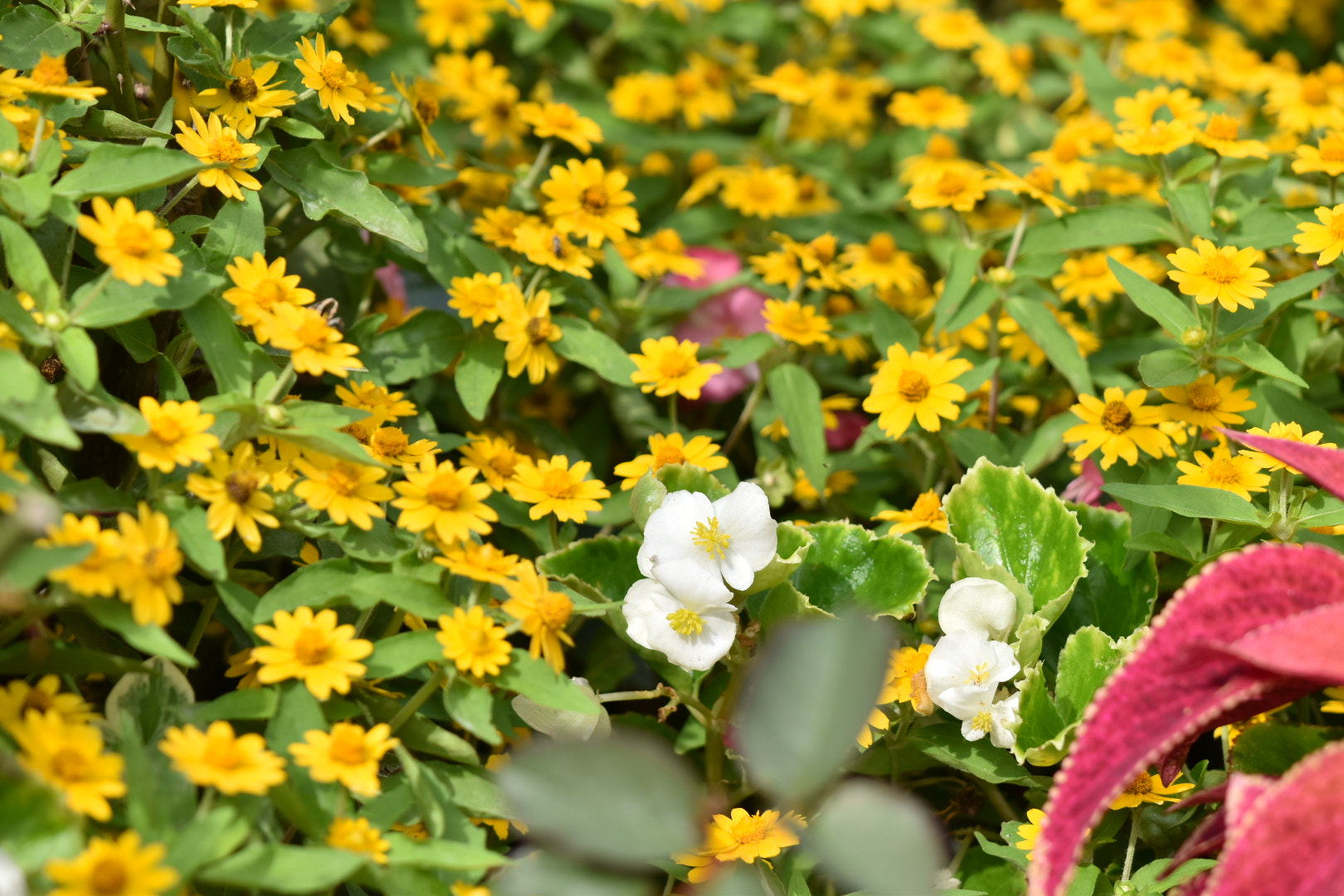 Nikon AF-S DX Micro-Nikkor 85mm F3.5G ED VR sample photo. White  photography