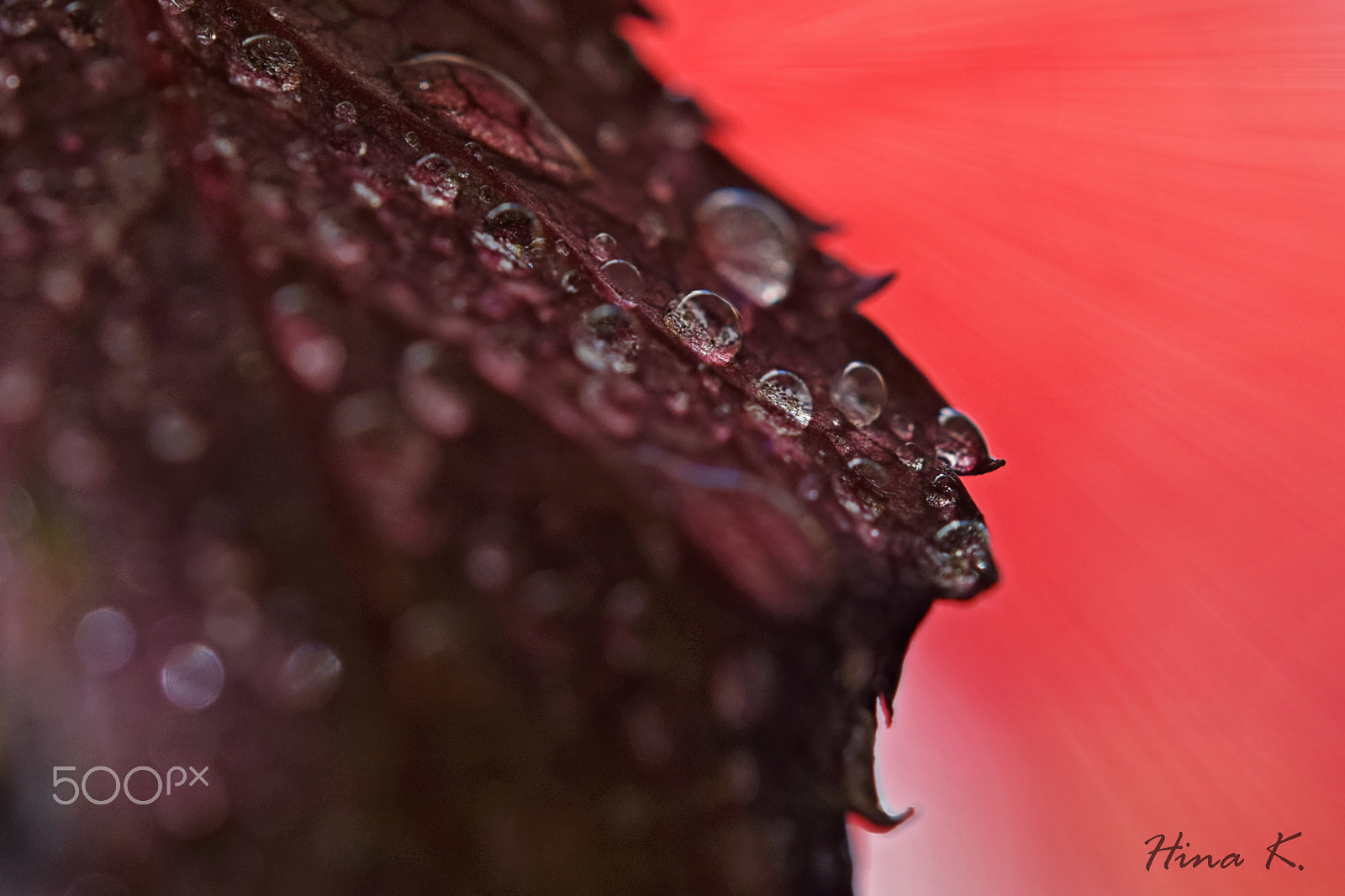Nikon AF-S Micro-Nikkor 60mm F2.8G ED sample photo. Without drops there will be no ocean photography