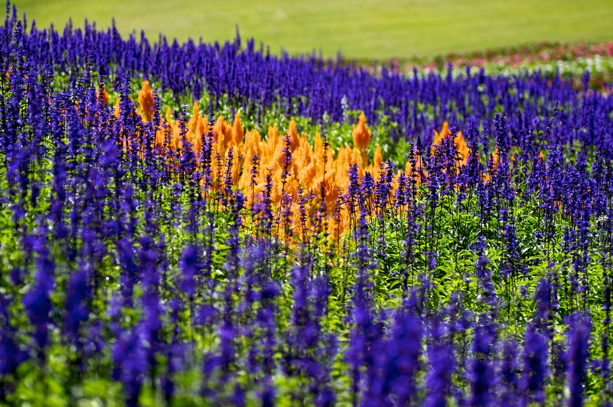 Pentax K-3 + Tamron SP AF 90mm F2.8 Di Macro sample photo. Yellow heart photography
