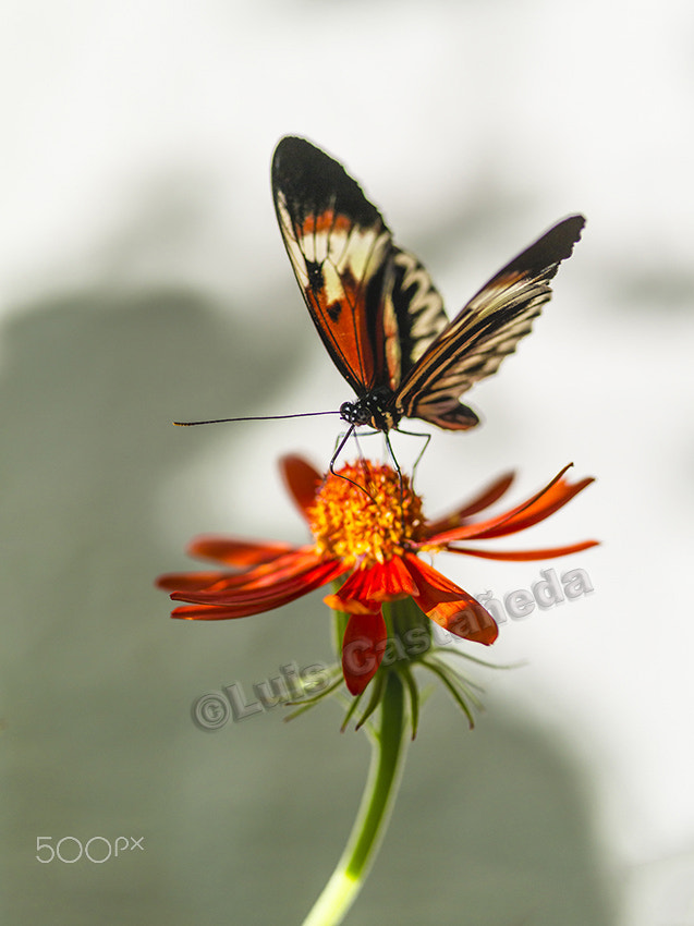 Pentax 645D + smc PENTAX-FA 645 Macro 120mm F4 sample photo. Butterfly on flower (heliconius melpomene) photography