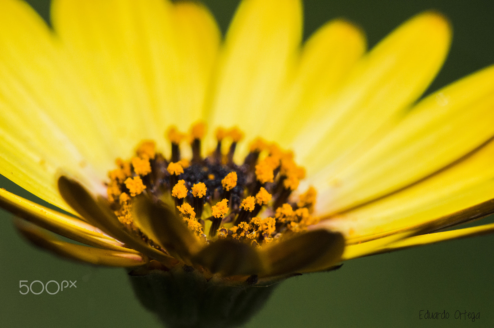 Nikon AF-S Micro-Nikkor 105mm F2.8G IF-ED VR sample photo. Flower photography