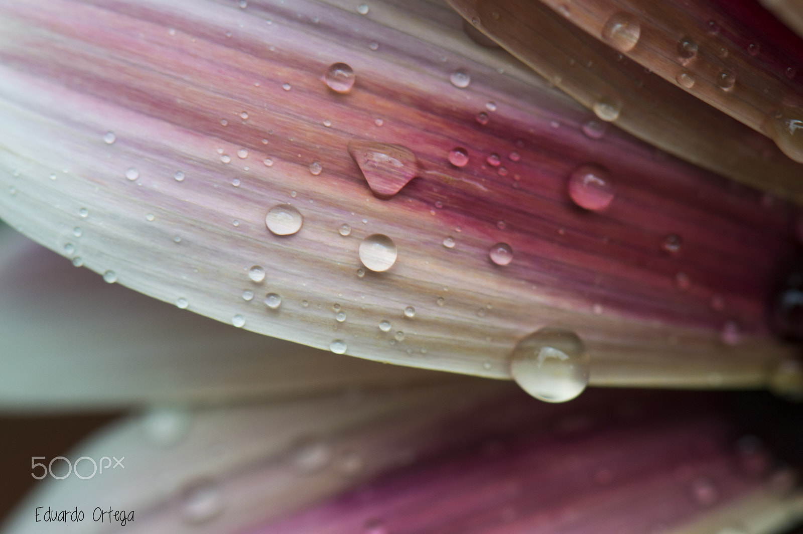 Nikon AF-S Micro-Nikkor 105mm F2.8G IF-ED VR sample photo. Flow photography