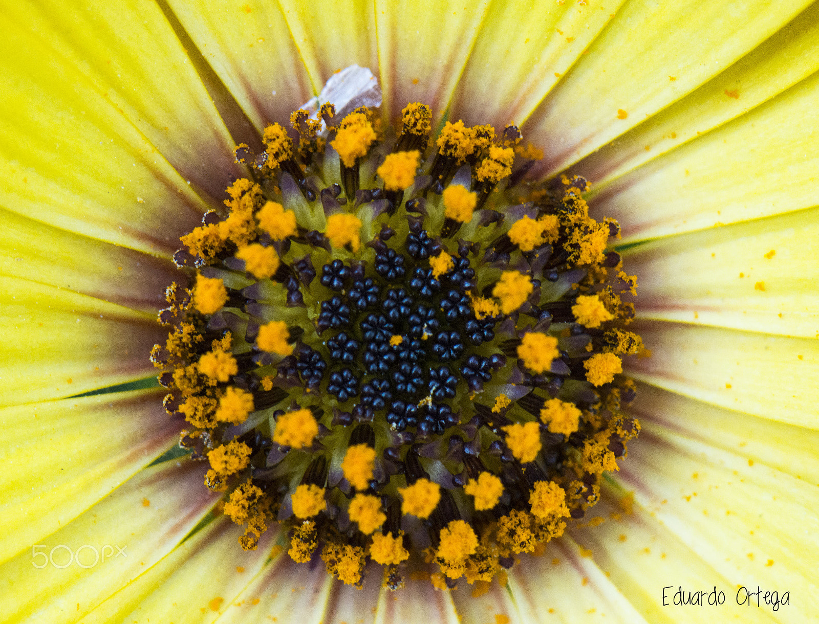 Nikon AF-S Micro-Nikkor 105mm F2.8G IF-ED VR sample photo. Close up photography