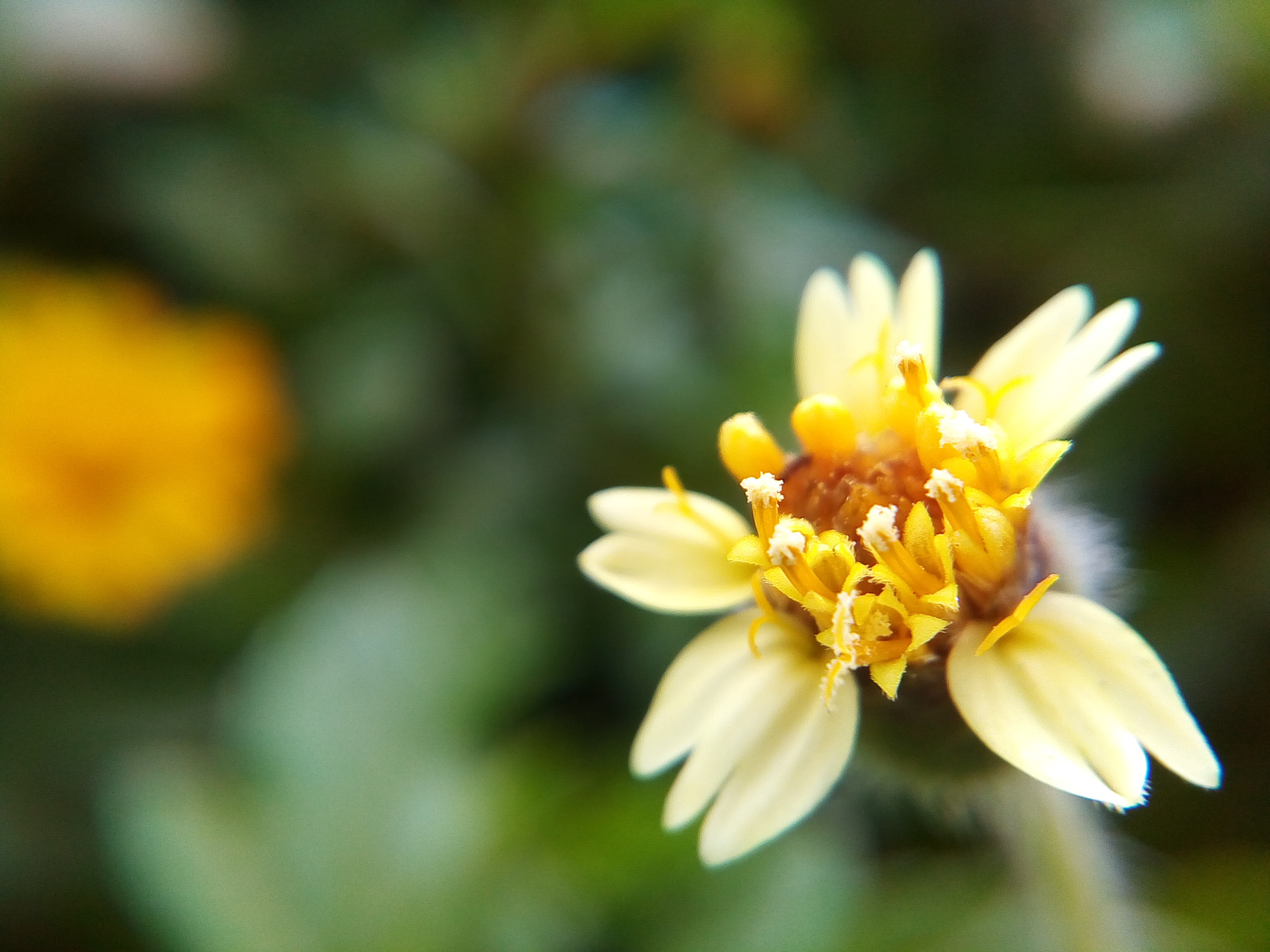 Symphony i10 sample photo