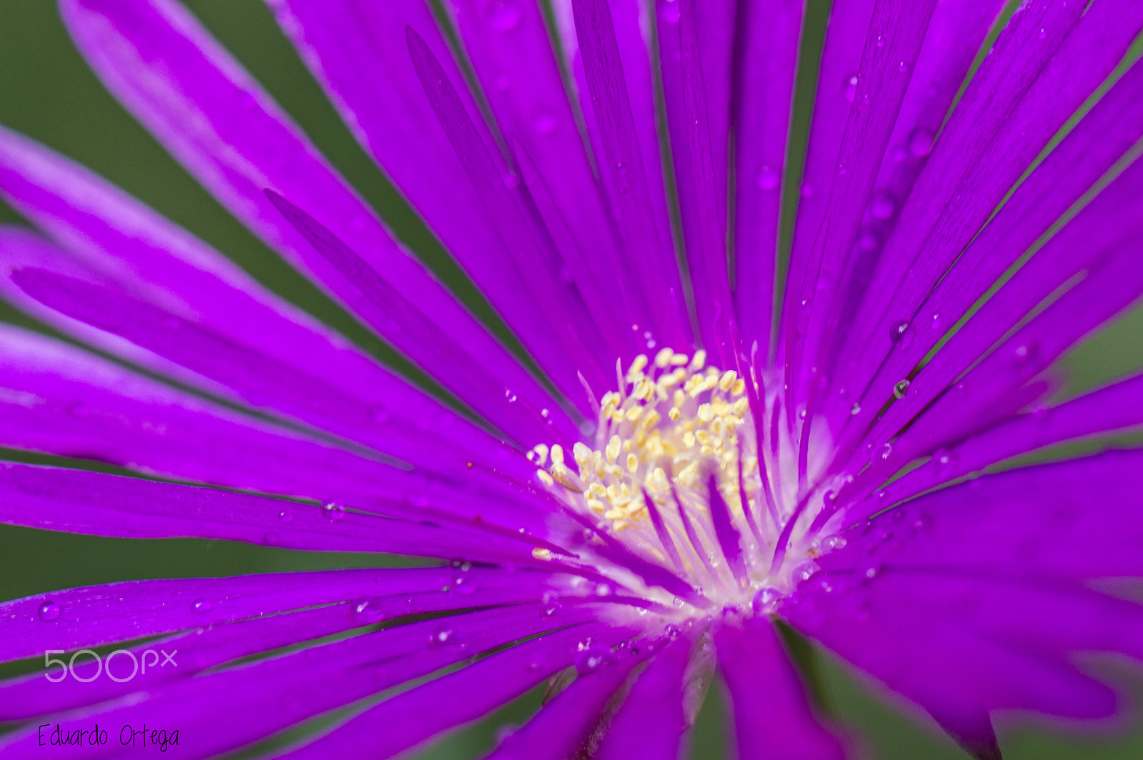 Nikon AF-S Micro-Nikkor 105mm F2.8G IF-ED VR sample photo. Purple photography