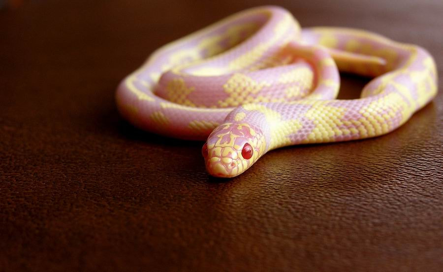 Olympus C750UZ sample photo. California king snake -lilac phase photography