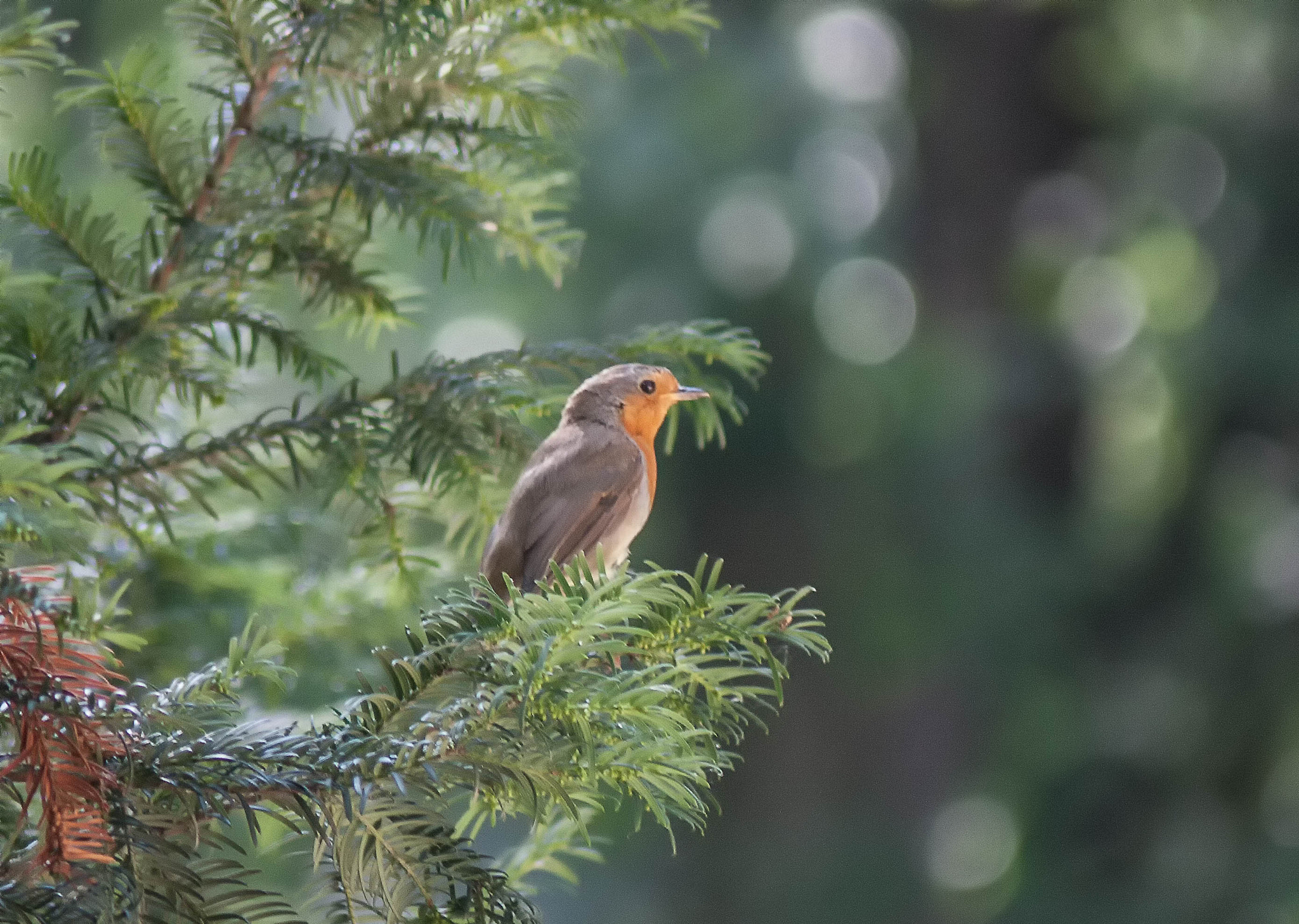 Canon EF 80-200mm F4.5-5.6 II sample photo. Правка photography