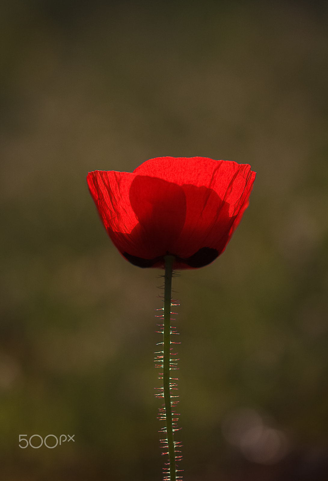 Canon EOS 60D + Canon EF 100mm F2.8L Macro IS USM sample photo. Red anemone in backlight photography