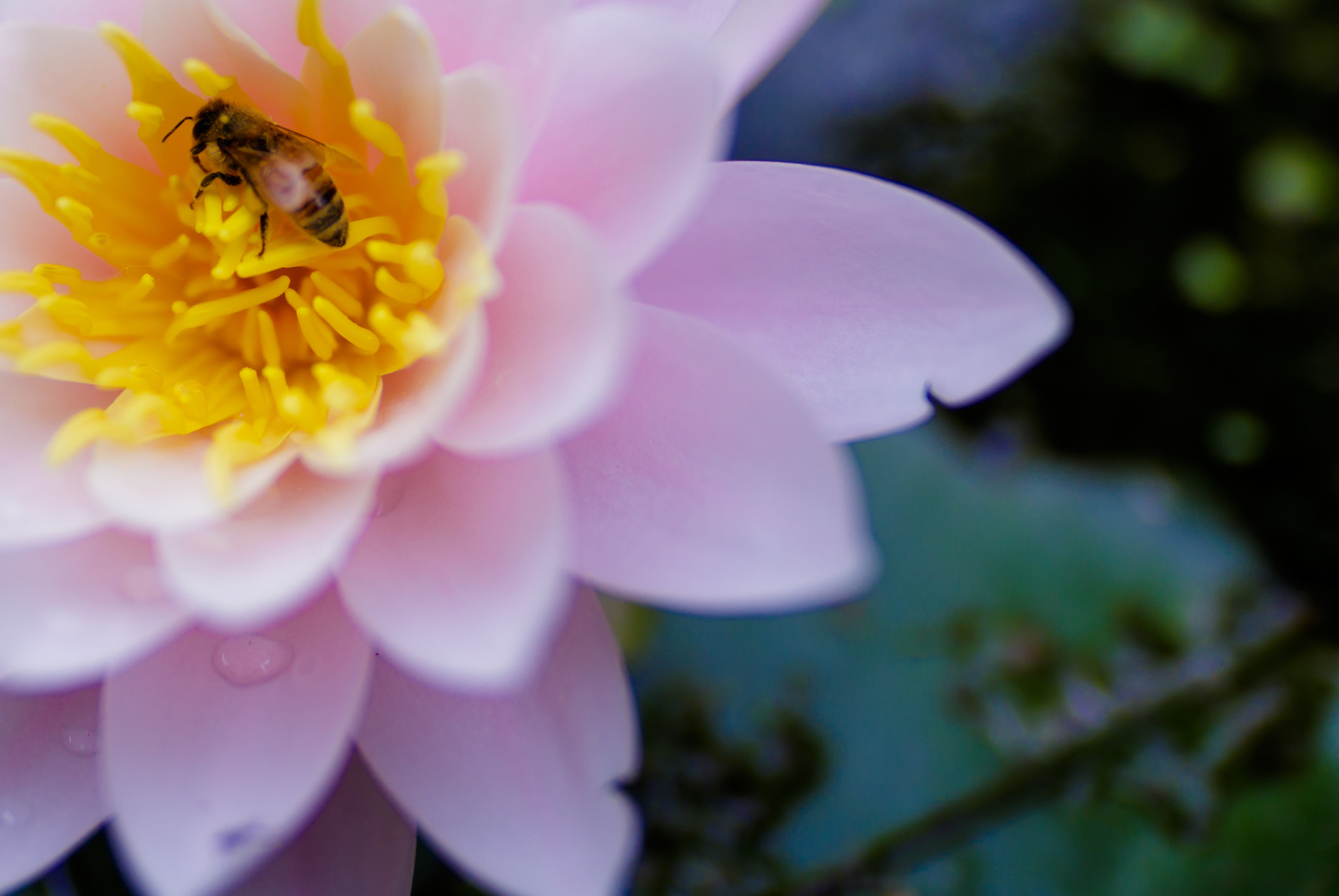 Canon EOS 7D Mark II + Sigma 20mm F1.4 DG HSM Art sample photo. Yellow flight [bee on flower] photography