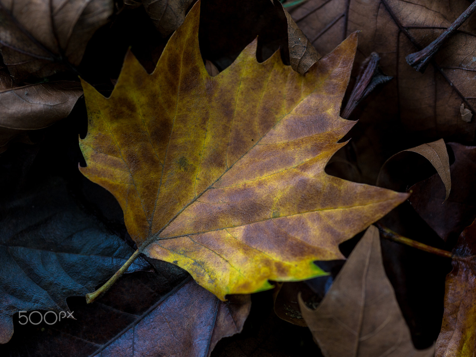 Canon EOS 6D + Canon EF 50mm F2.5 Macro sample photo. Fallen leaves photography