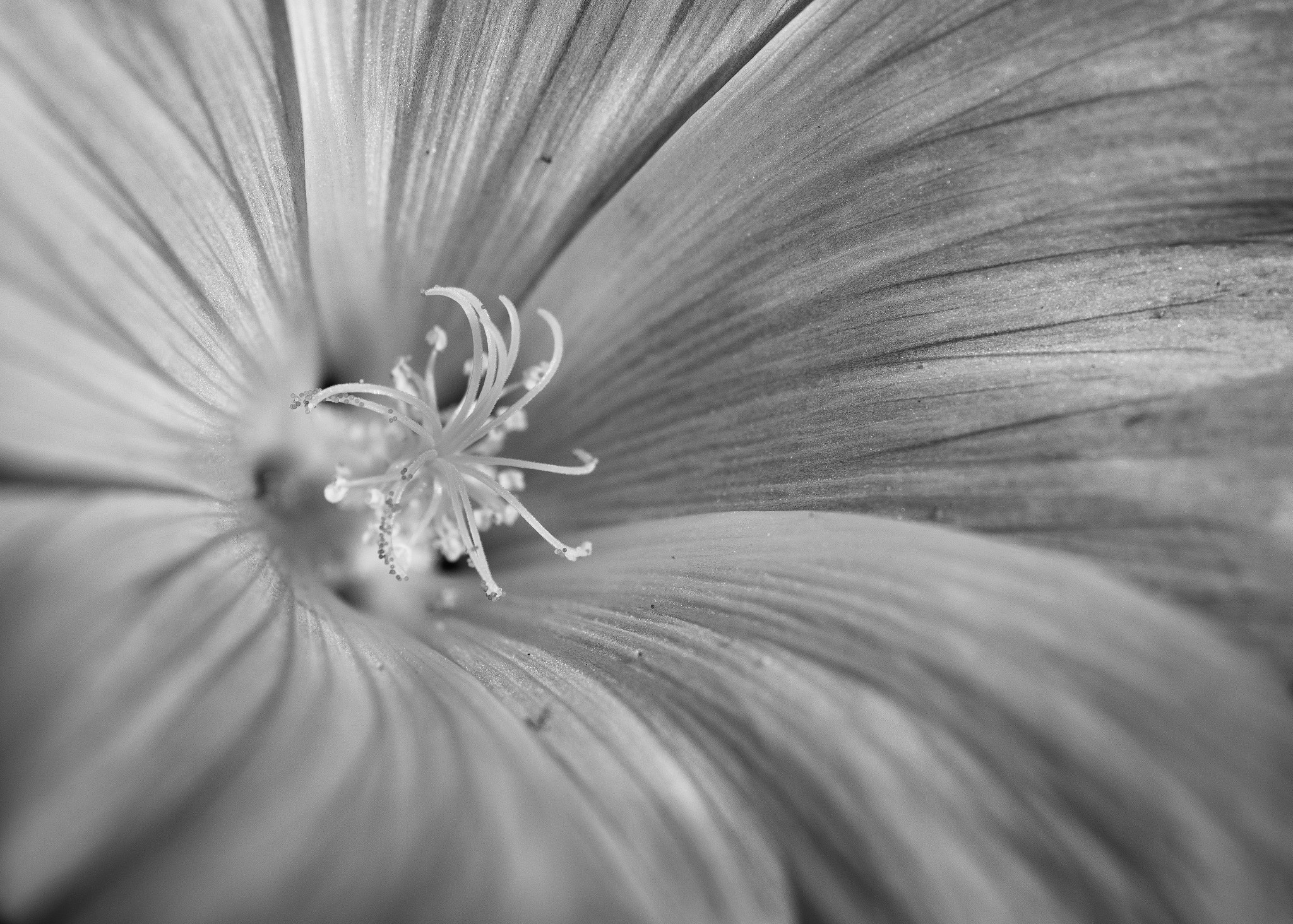 Tokina AT-X Pro 100mm F2.8 Macro sample photo. Vortex photography