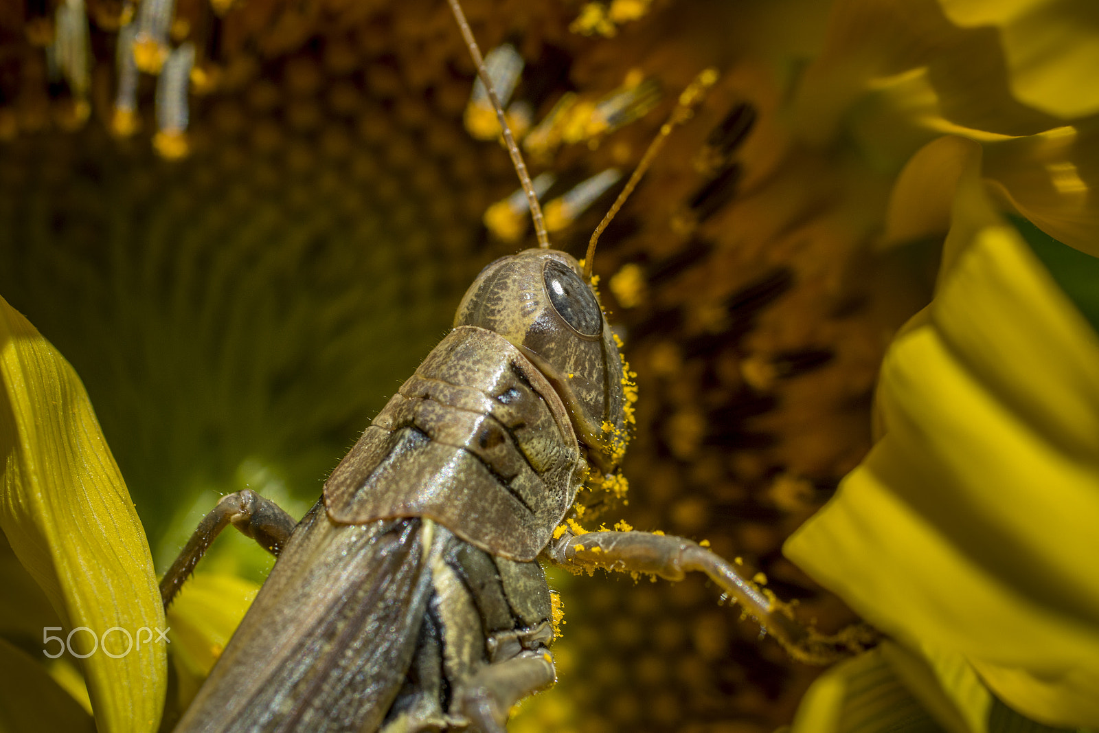 Canon EOS 70D + Canon EF 50mm F2.5 Macro sample photo. Grasshopper & sunflower photography