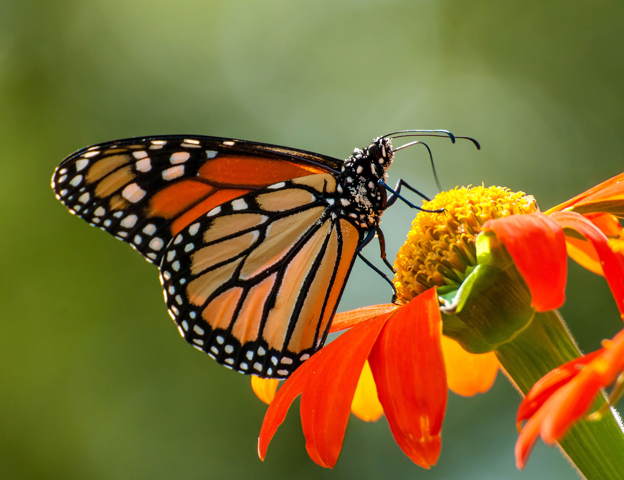 Nikon D200 sample photo. Monarch photography