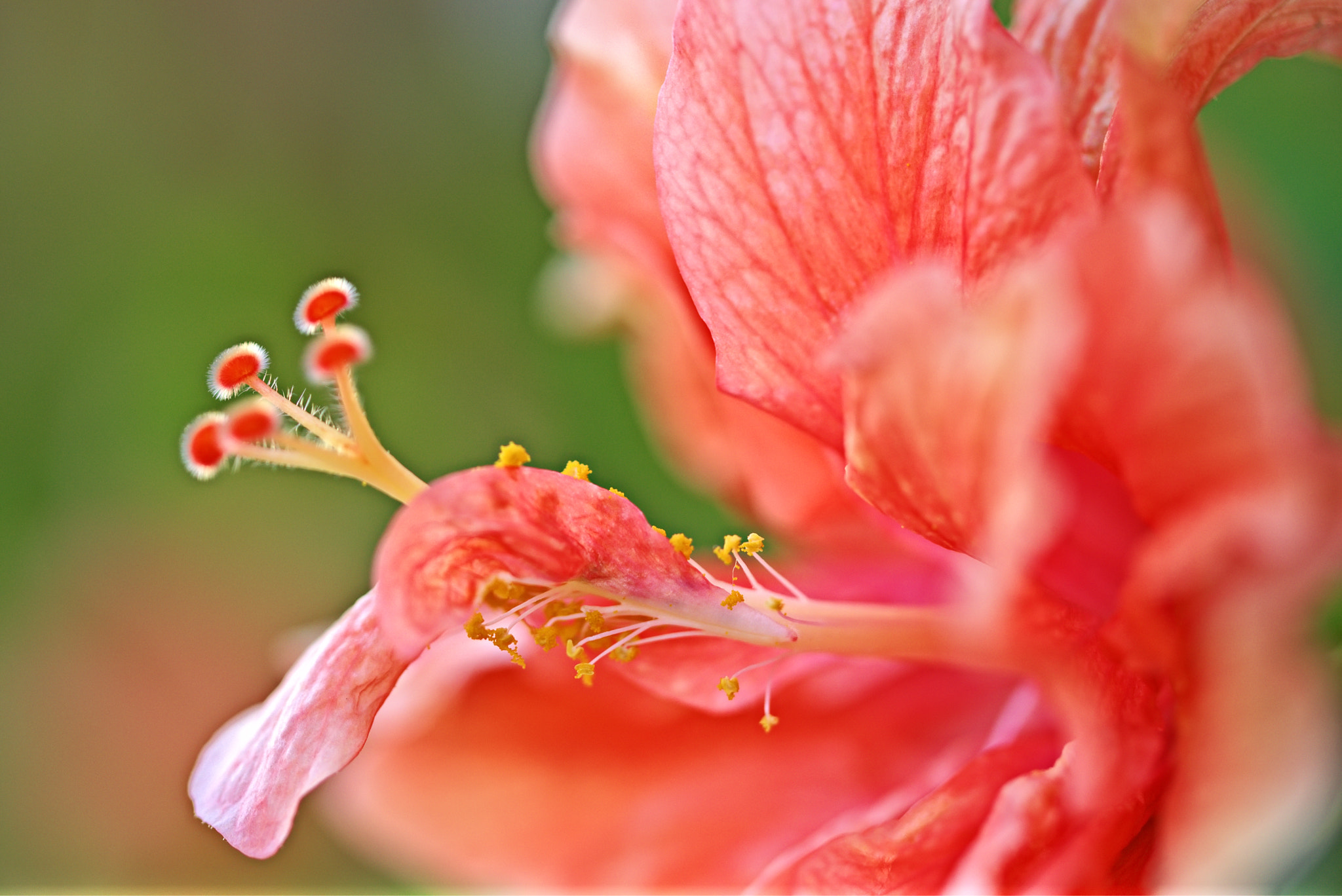 90mm F2.8 OSS sample photo. Red hibiscus. photography