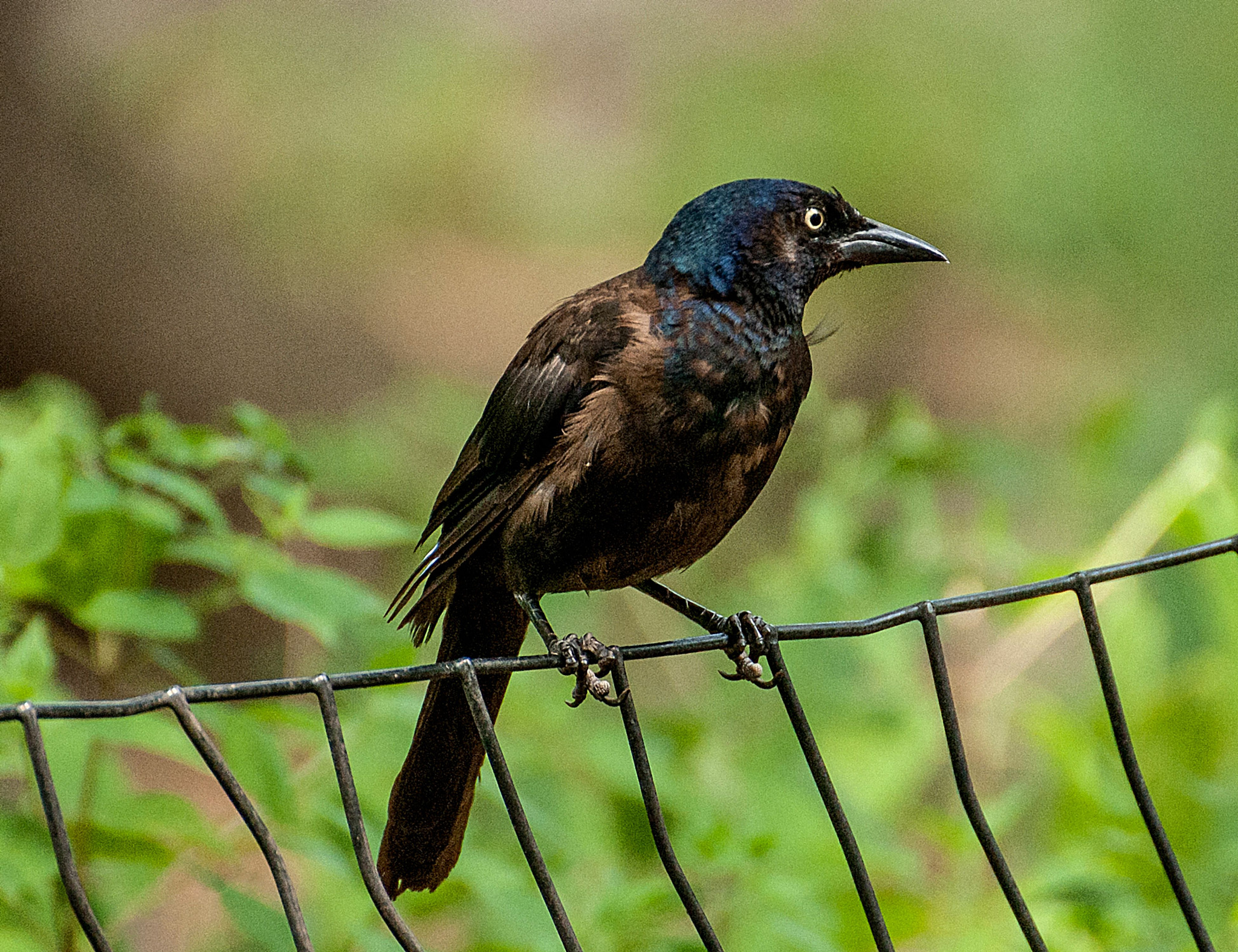 Nikon D200 sample photo. Grackle at van.cortlandt photography