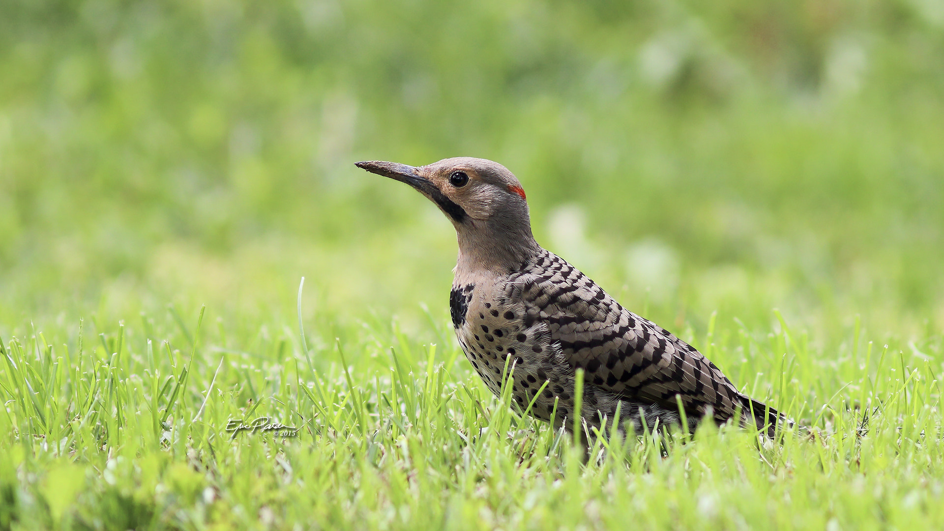 Canon EF 300mm F4L IS USM sample photo. Northern flicker photography