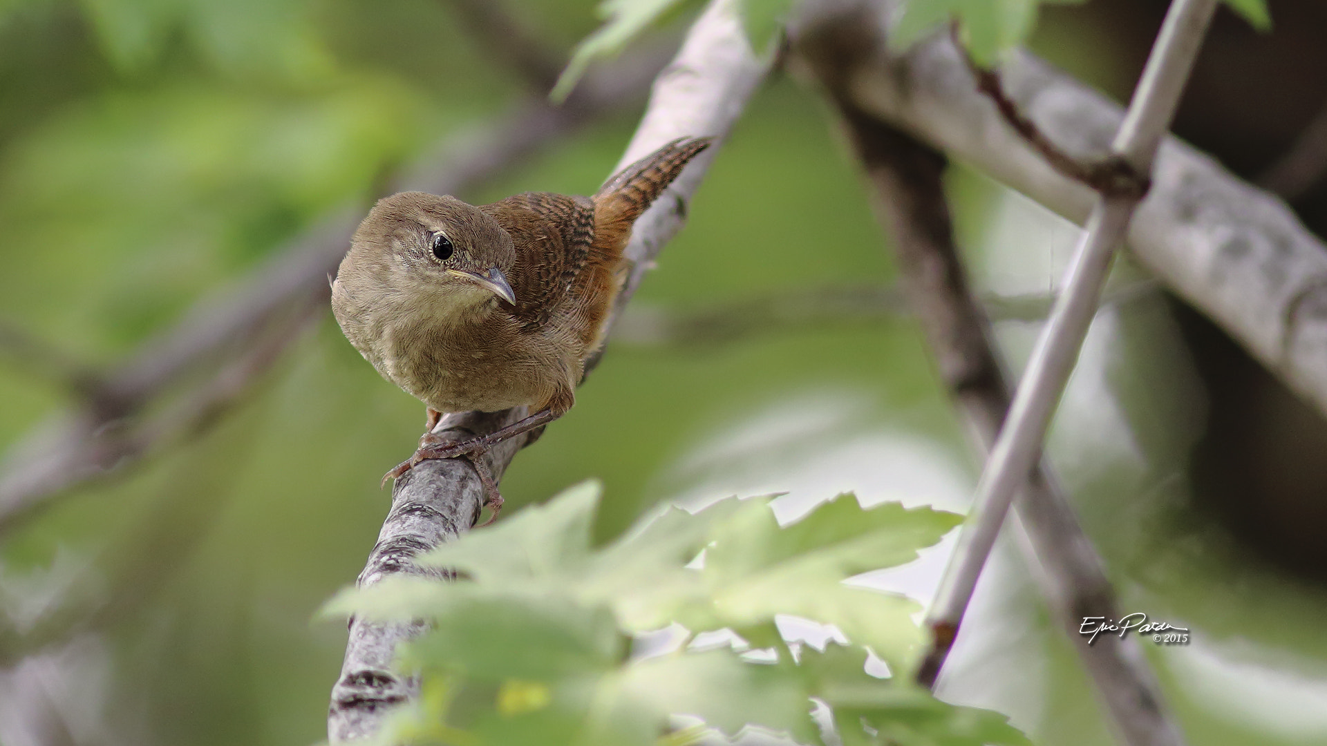 Canon EOS 70D + Canon EF 300mm F4L IS USM sample photo. House wren photography