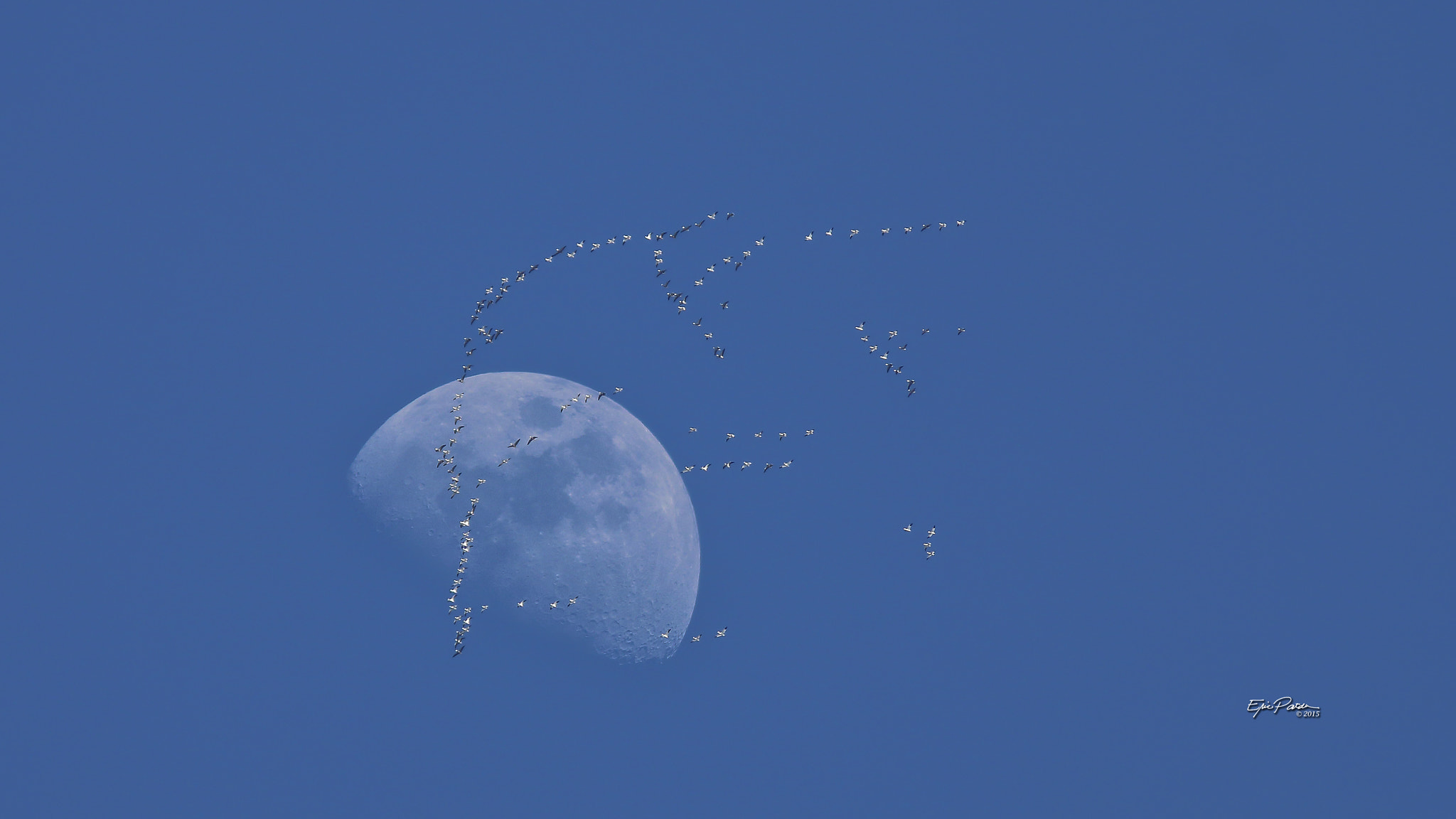 Canon EF 300mm F4L IS USM sample photo. Snow geese - moon photography