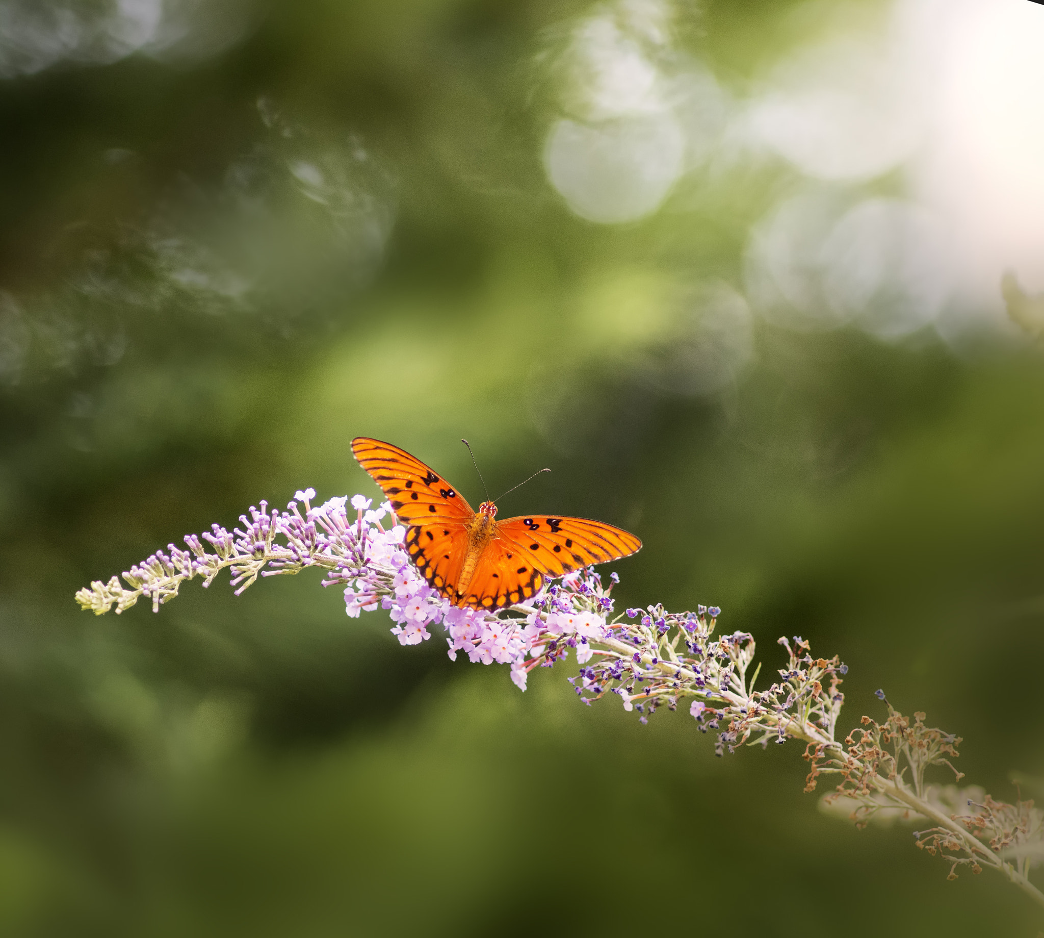 Phase One P65+ sample photo. Butterfly photography