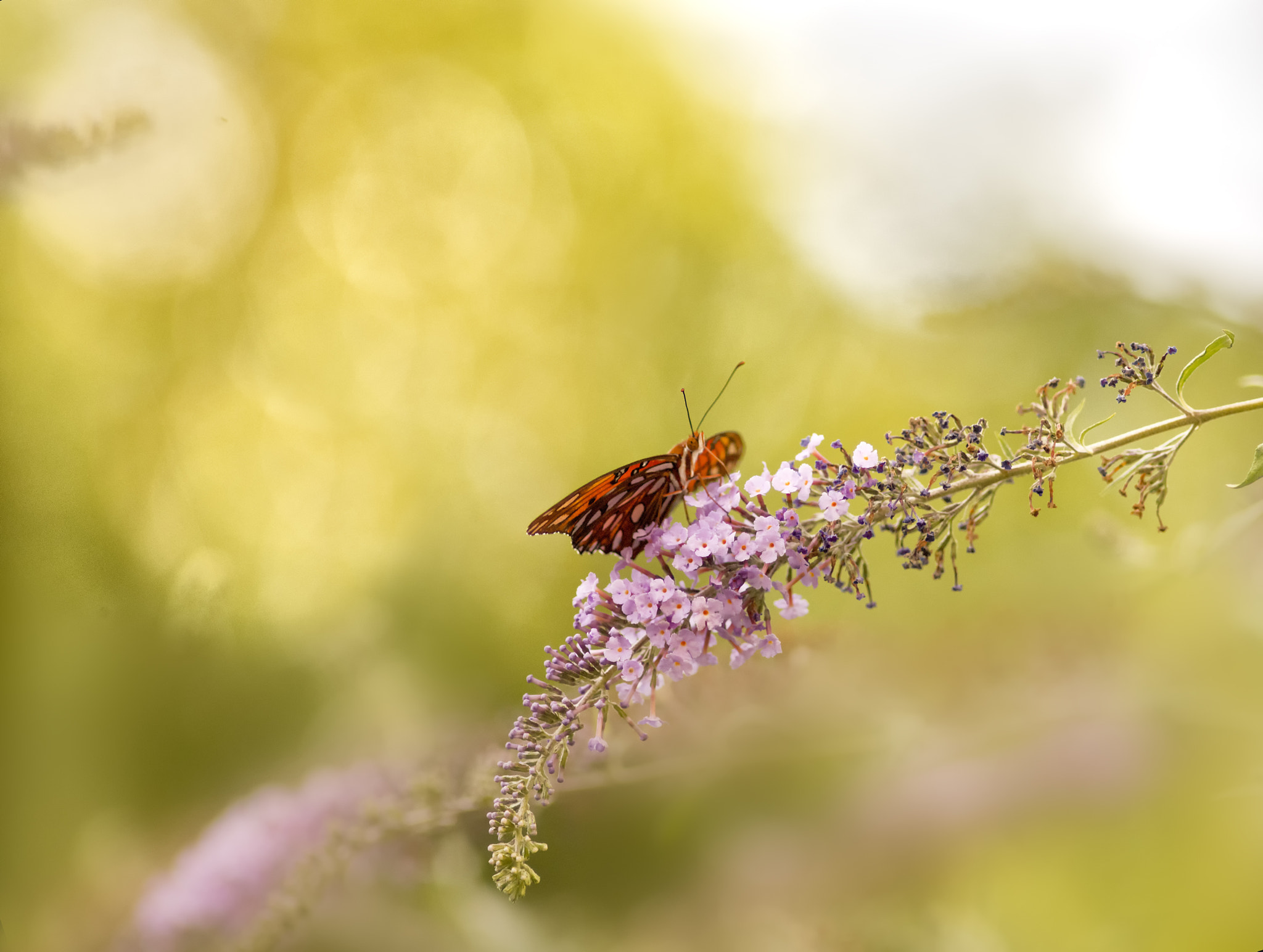 Phase One P65+ sample photo. Butterfly in backyard photography