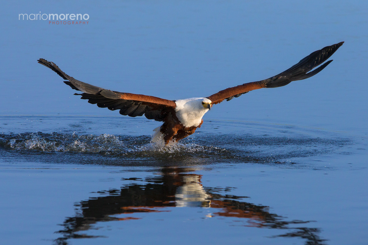 Canon EF 300mm F2.8L IS USM sample photo. On target photography