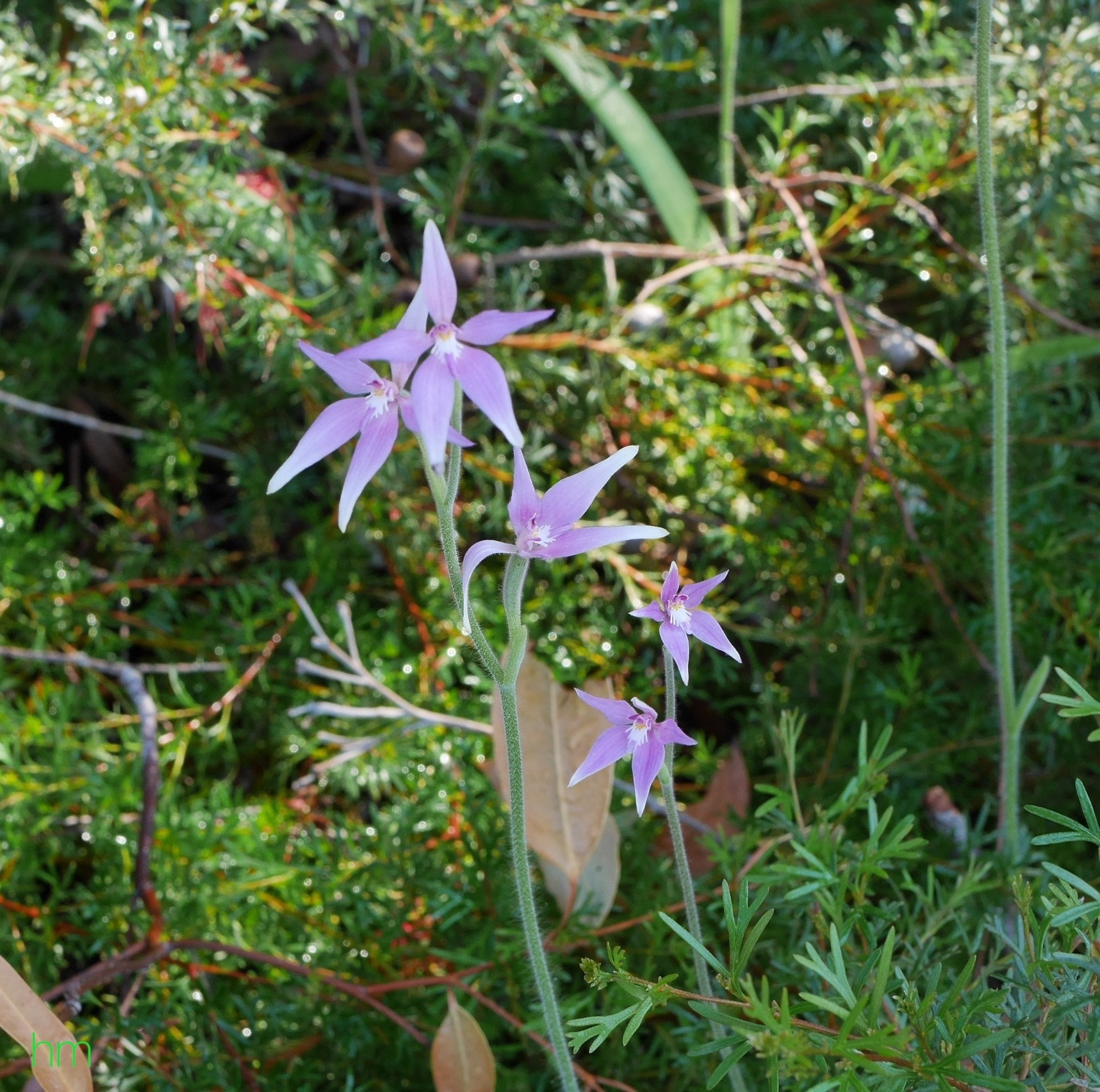 Panasonic Lumix DMC-GX7 + Panasonic Lumix G Macro 30mm F2.8 ASPH Mega OIS sample photo. Fairy orchids photography