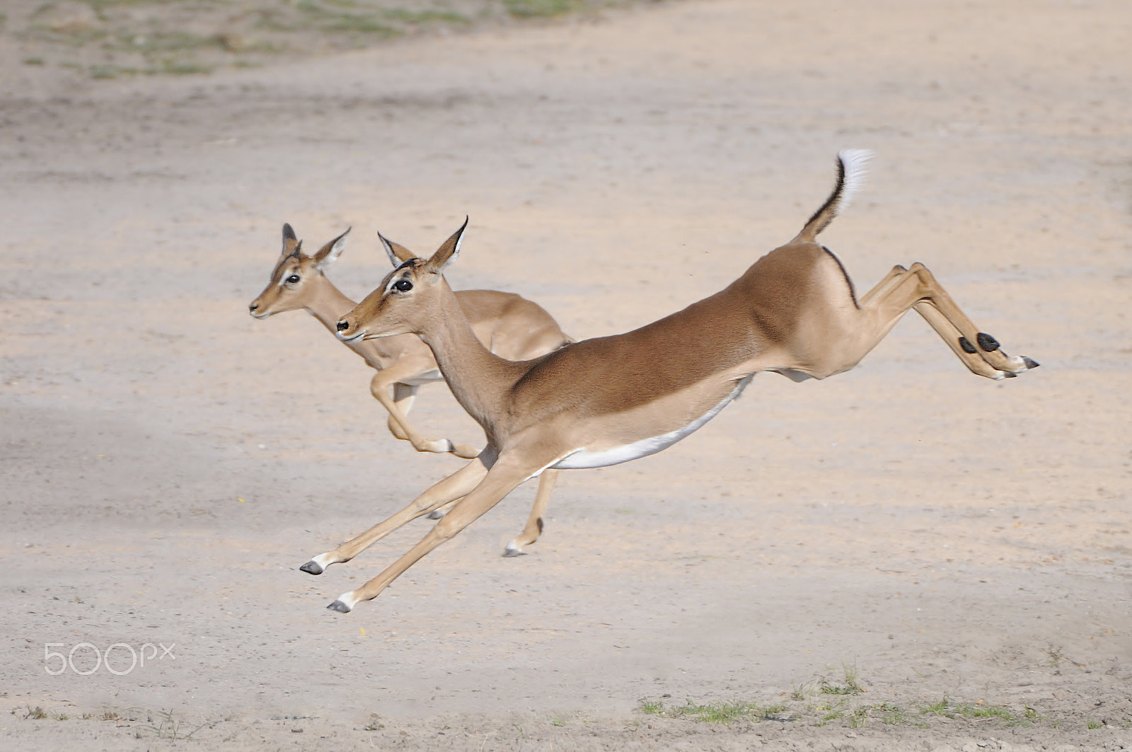 Nikon D300S + Nikon AF-S Nikkor 200-400mm F4G ED-IF VR sample photo. Impala photography