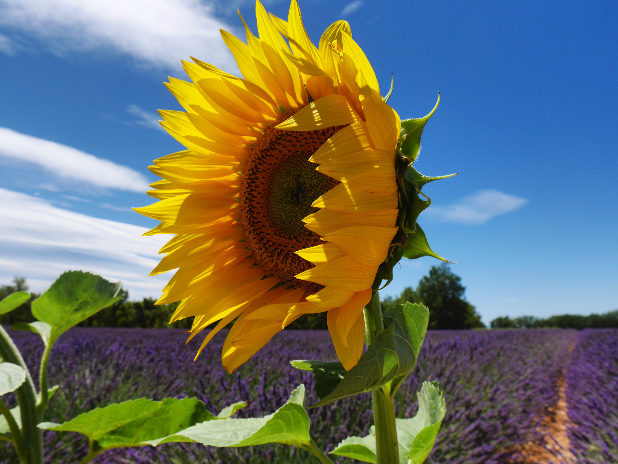 Panasonic Lumix DMC-GM5 sample photo. Your sunshine photography