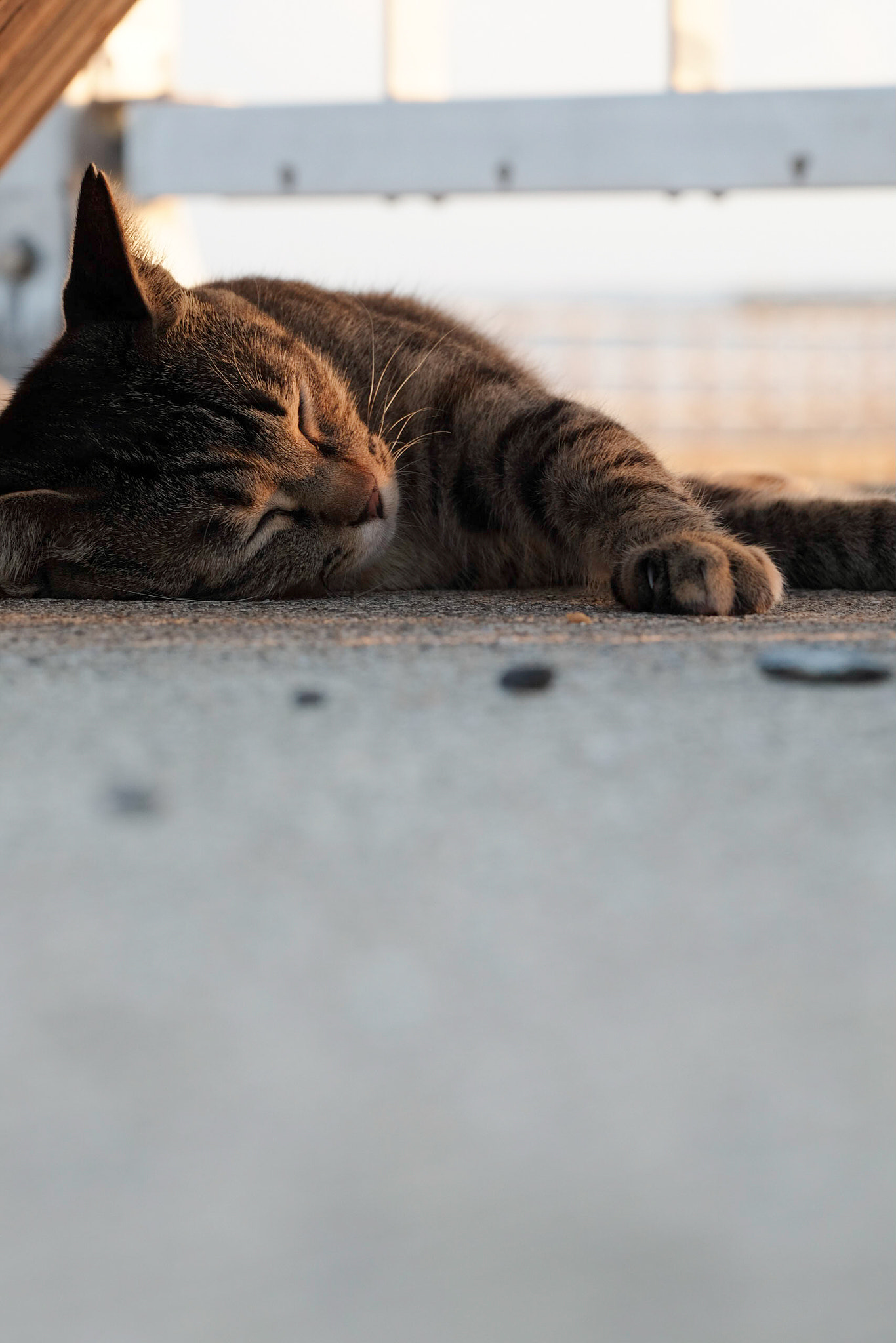 Fujifilm X-T10 + Fujifilm XF 90mm F2 R LM WR sample photo. Sleeping my dear, photography