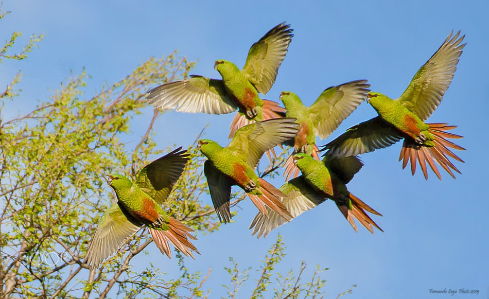 Sigma 50-500mm F4.5-6.3 DG OS HSM sample photo. Austral parakeet photography