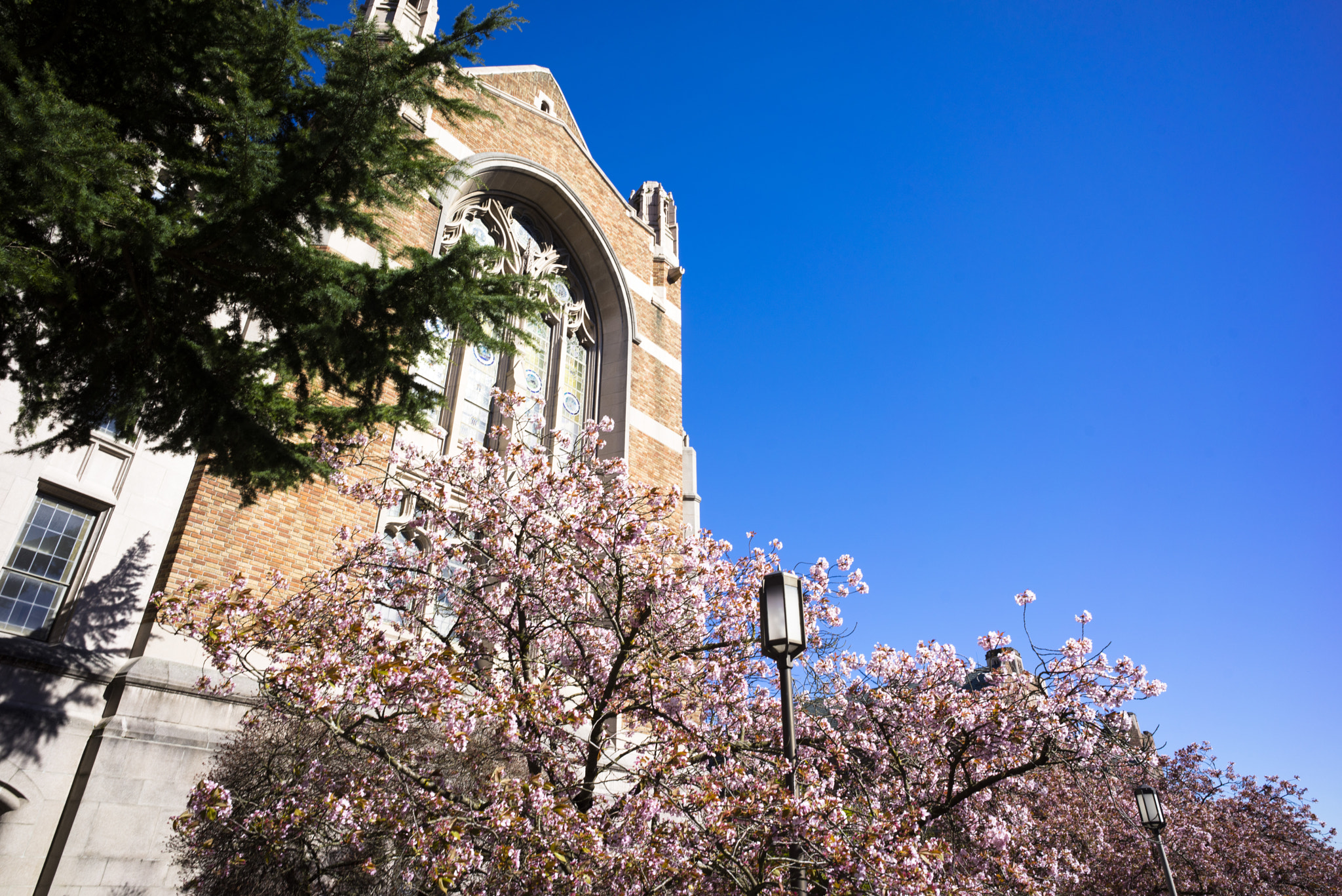 Sony a7R + E 21mm F2.8 sample photo. Cherry blossom at uw photography