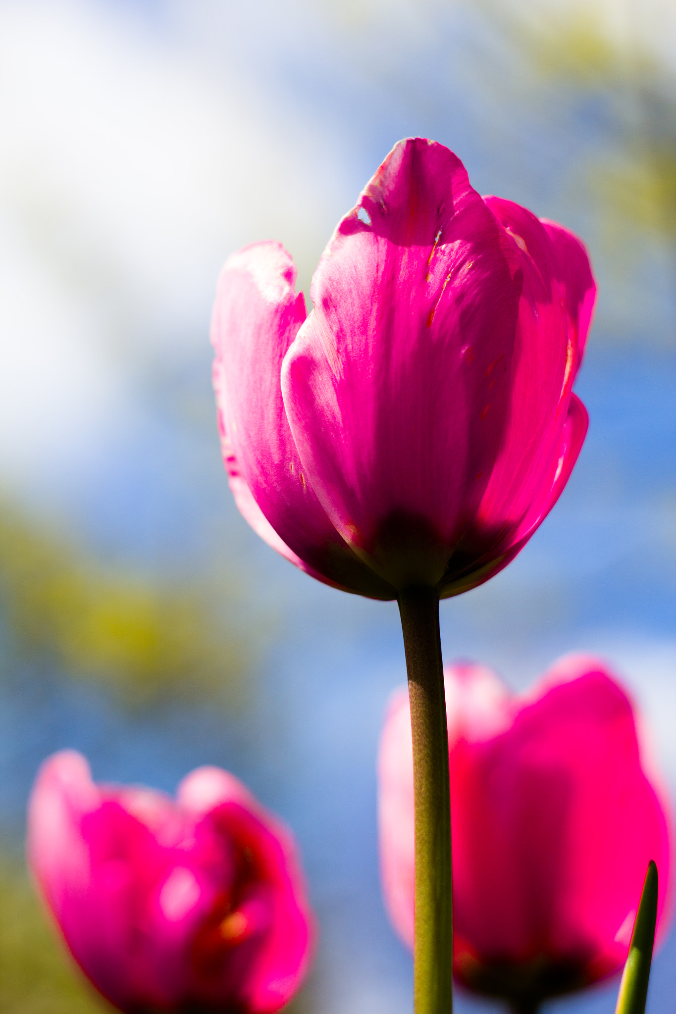 Canon EOS 1200D (EOS Rebel T5 / EOS Kiss X70 / EOS Hi) + Canon EF 35-80mm f/4-5.6 sample photo. Sky tulips. photography