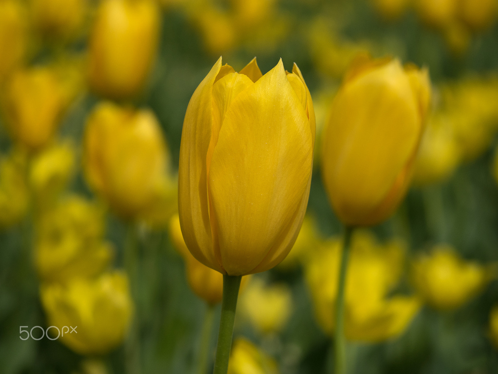 Panasonic DMC-GM1S sample photo. Floriade 2016 -1 photography