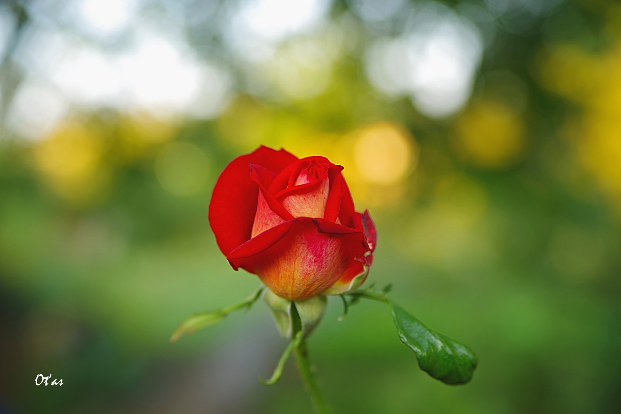 Tamron AF 28-75mm F2.8 XR Di LD Aspherical (IF) sample photo. Rose ii photography