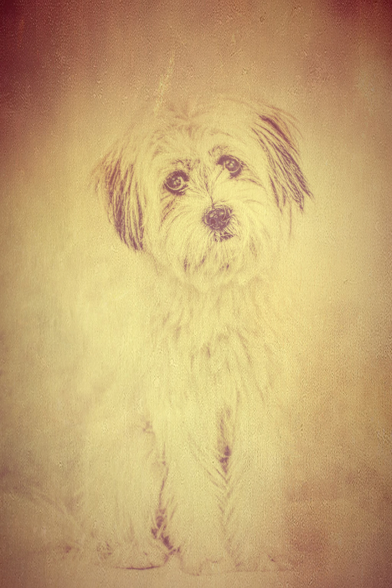 Canon 50mm sample photo. My dog. it's name is chouchou.  photography