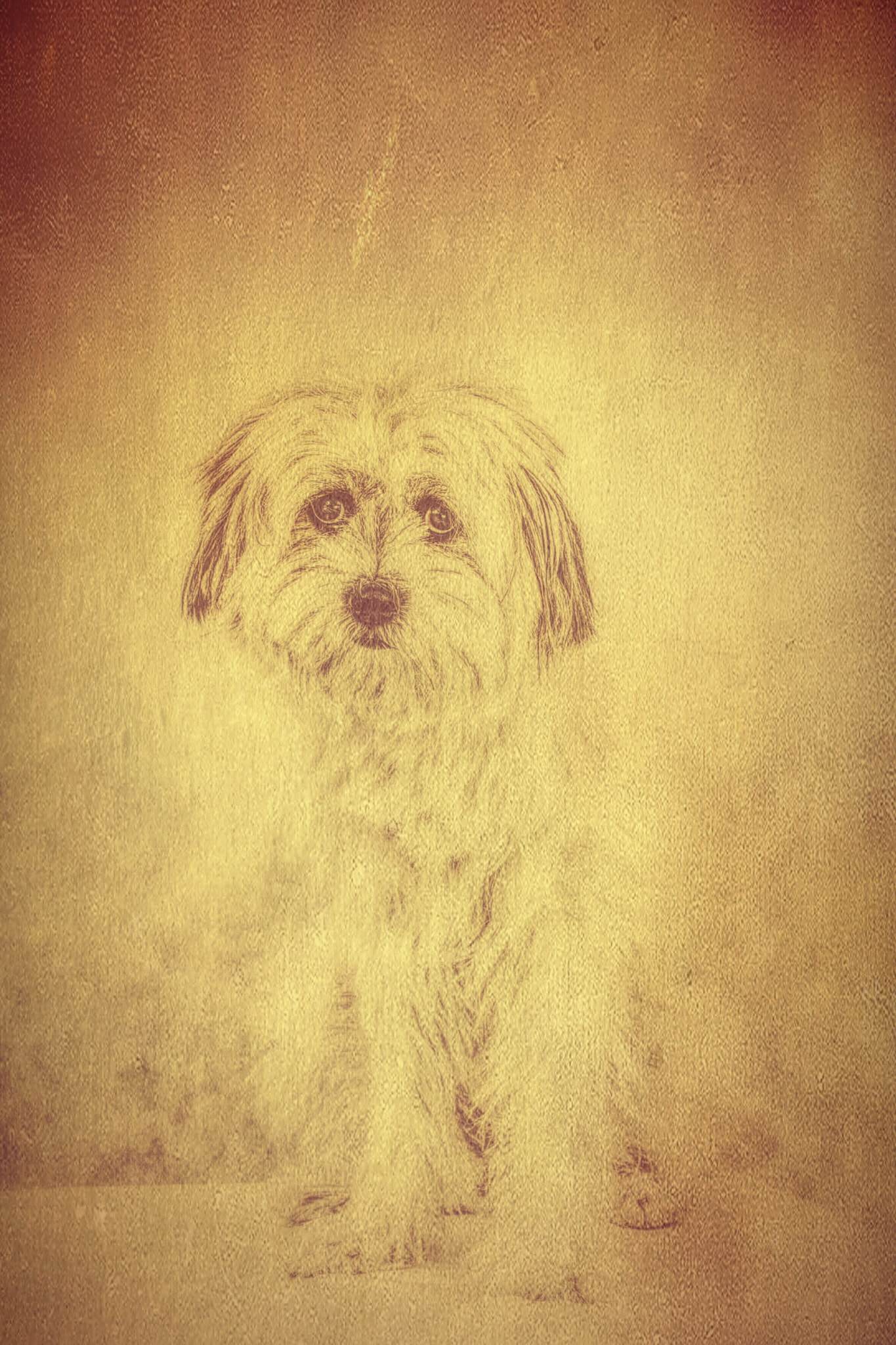 Canon 50mm sample photo. My dog. it's name is chouchou.  photography