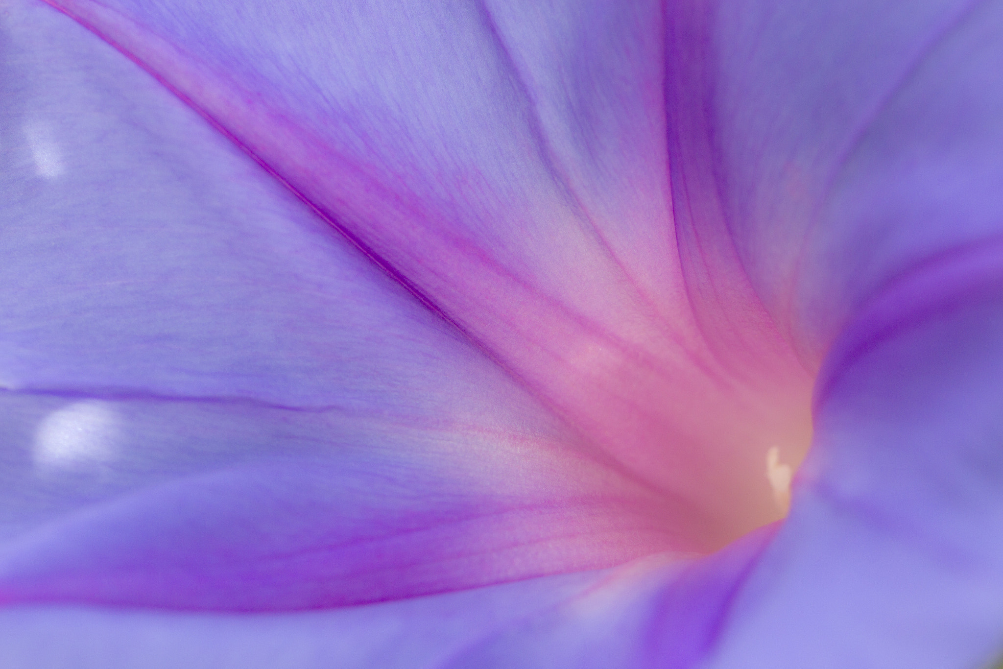 Canon EF 100mm F2.8L Macro IS USM sample photo. Morning glory photography