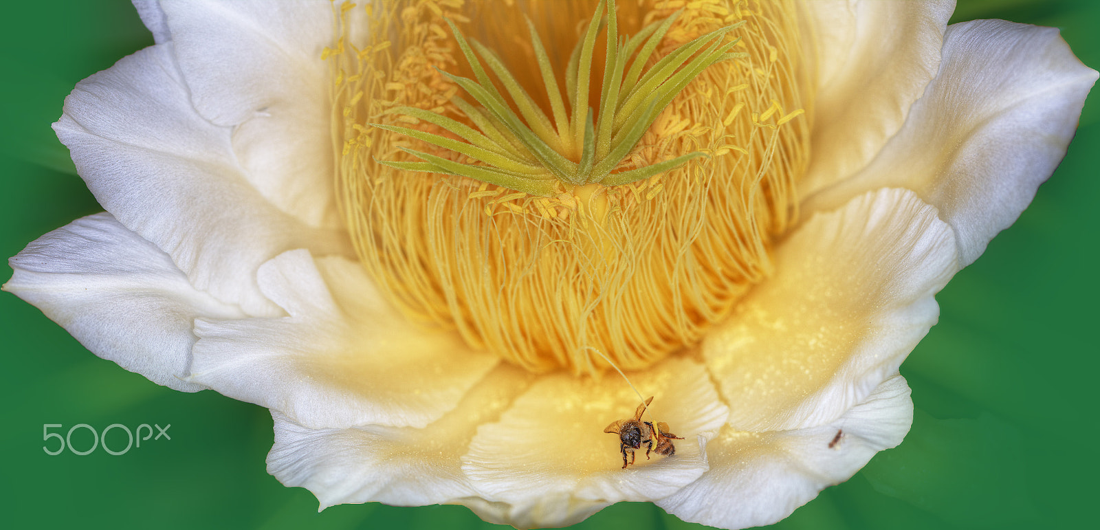 Canon EF 100mm F2.8L Macro IS USM sample photo. Pollen covered working bee. photography