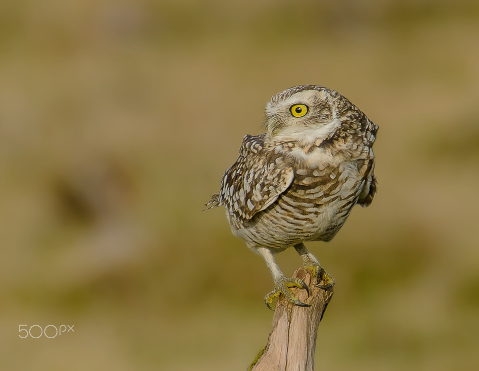 Sigma 50-500mm F4.5-6.3 DG OS HSM sample photo. Burrowing owl photography