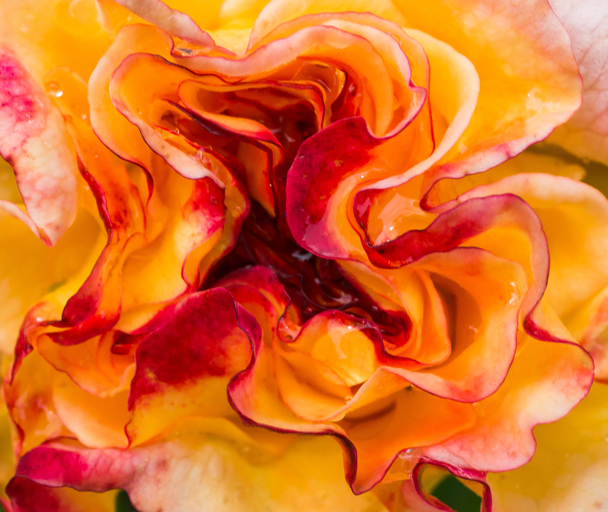 Sony Alpha NEX-6 + Sony E 30mm F3.5 Macro sample photo. Rose art photography