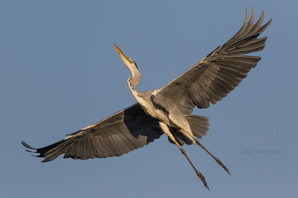 Canon EOS 7D Mark II + Canon EF 300mm F2.8L IS USM sample photo. Heron_4a7a2112 photography