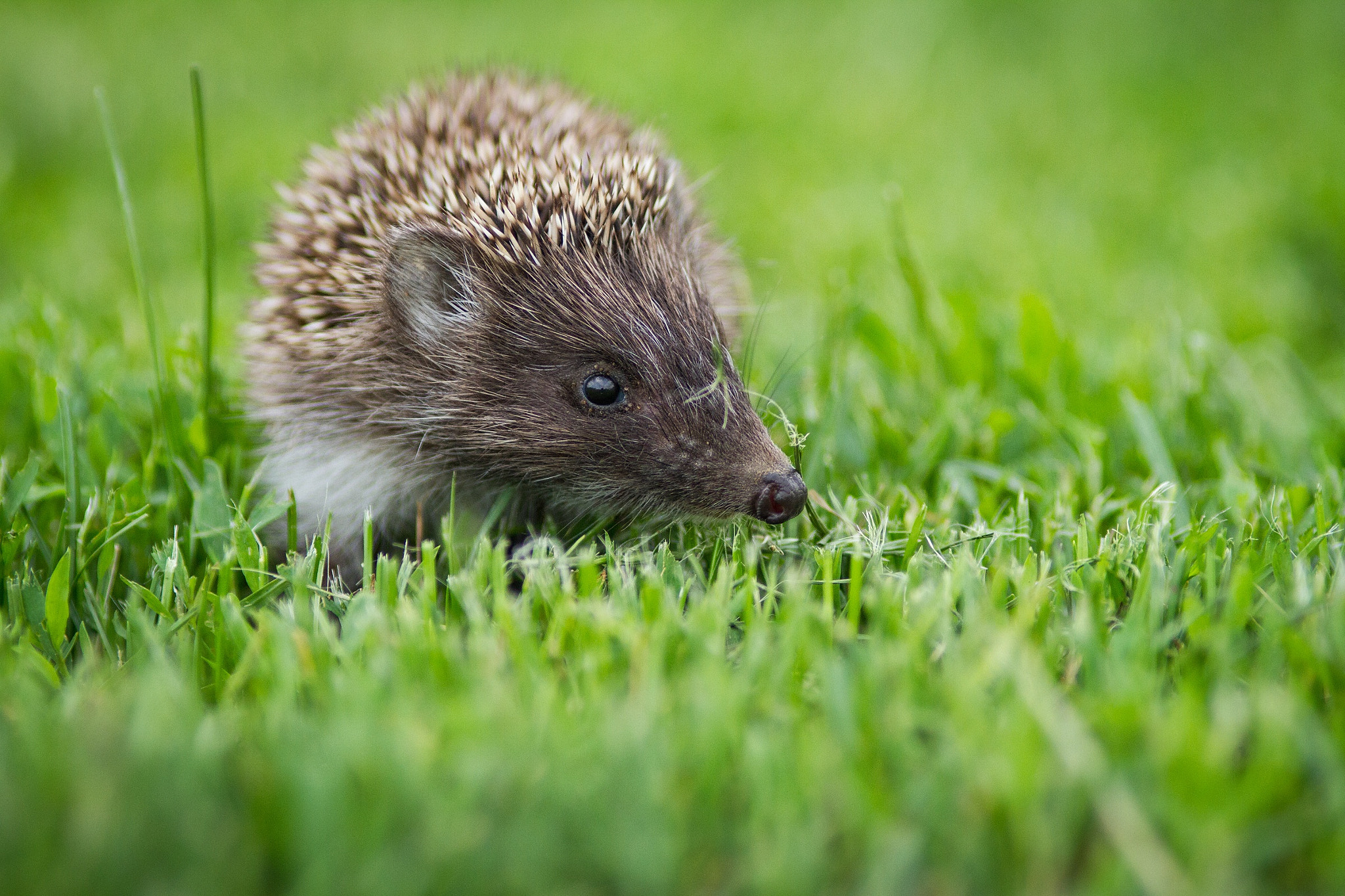 Canon EOS 7D + Canon EF 200mm F2.8L II USM sample photo. Erinaceus europaeus photography