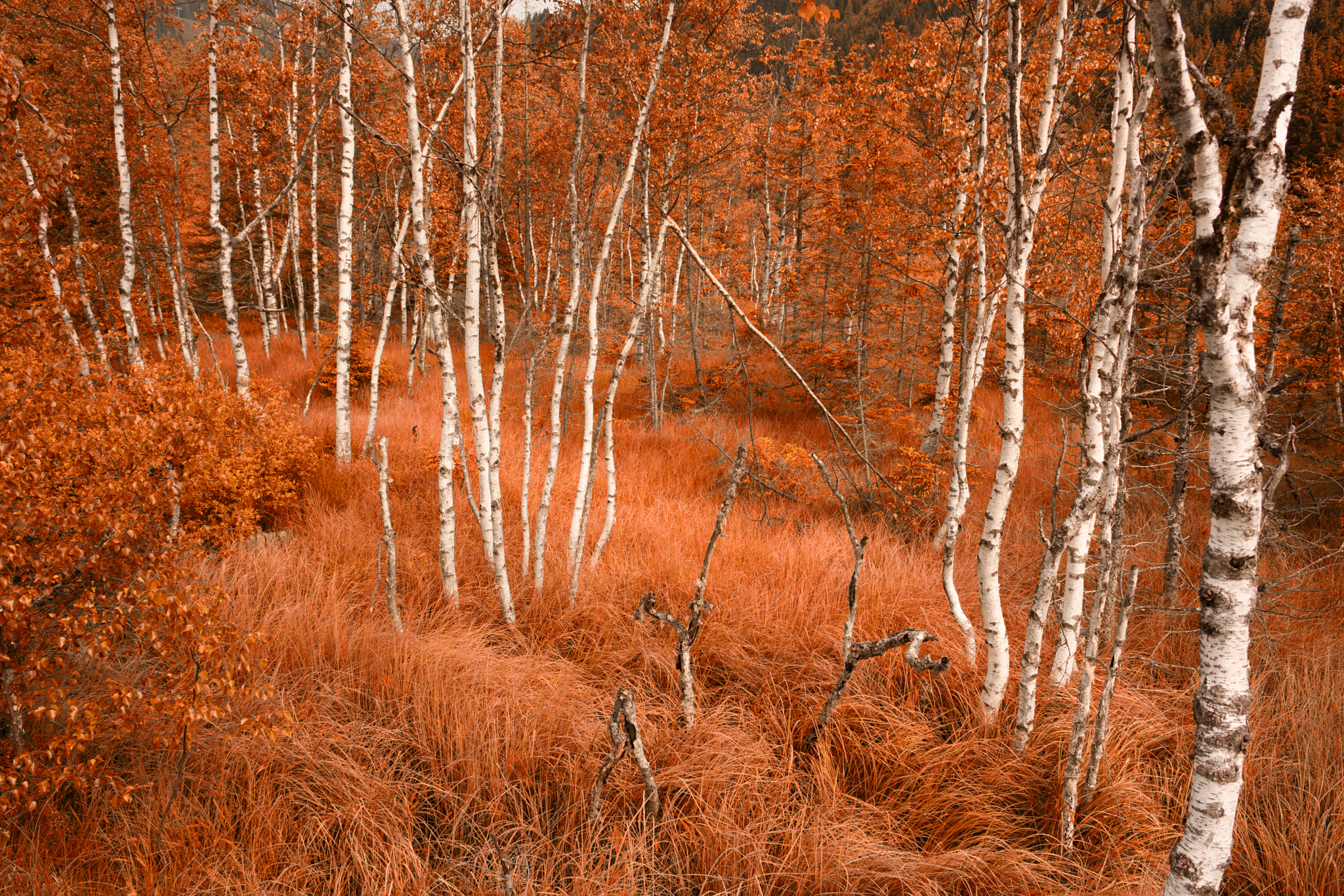 Canon EF 28mm F2.8 IS USM sample photo. Indian summer photography