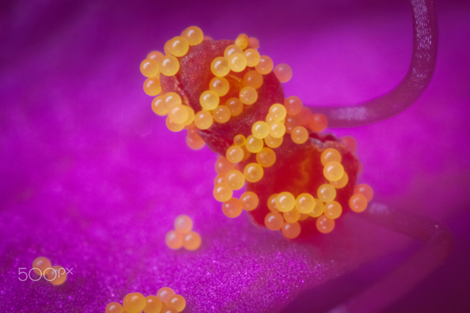 Canon MP-E 65mm F2.5 1-5x Macro Photo sample photo. Two heart pendants, surrounded by a string of pearls photography